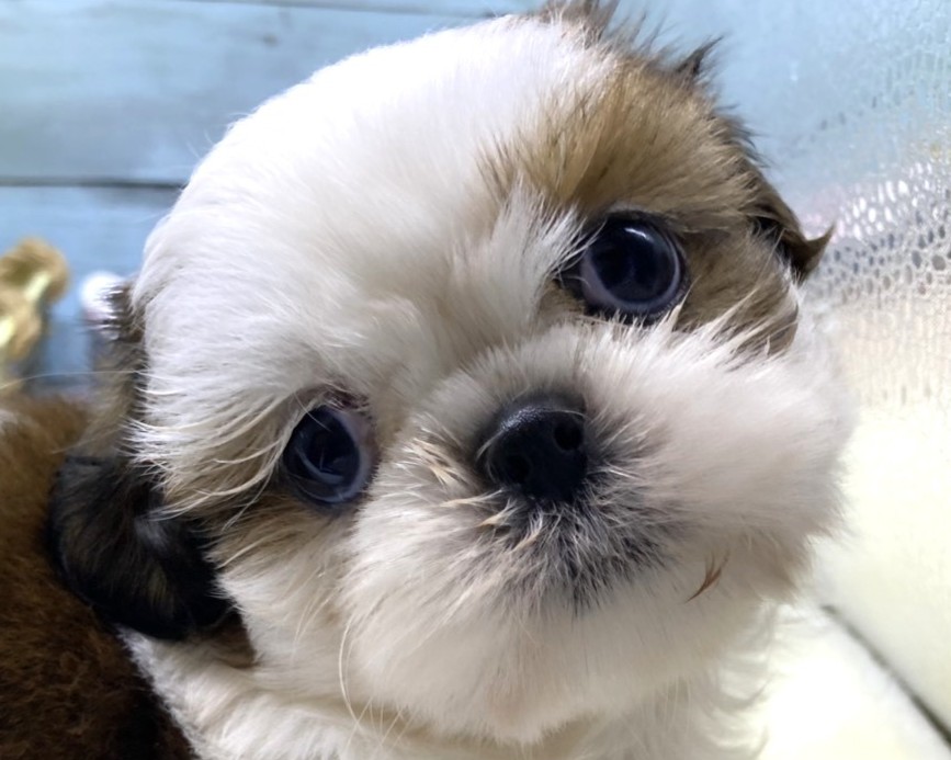 静岡県のシーズー (ペッツワン藤枝店/2026年5月8日生まれ/女の子/ホワイトゴールド)の子犬