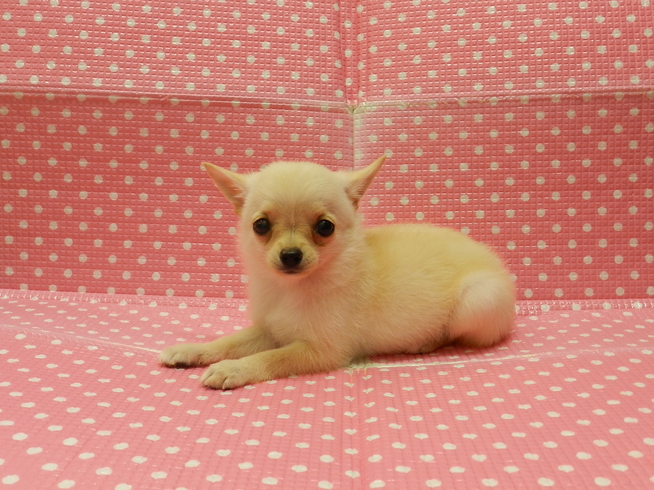 静岡県のハーフ犬・ミックス犬 (ペッツワン御殿場店/2026年5月8日生まれ/女の子/クリーム)の子犬