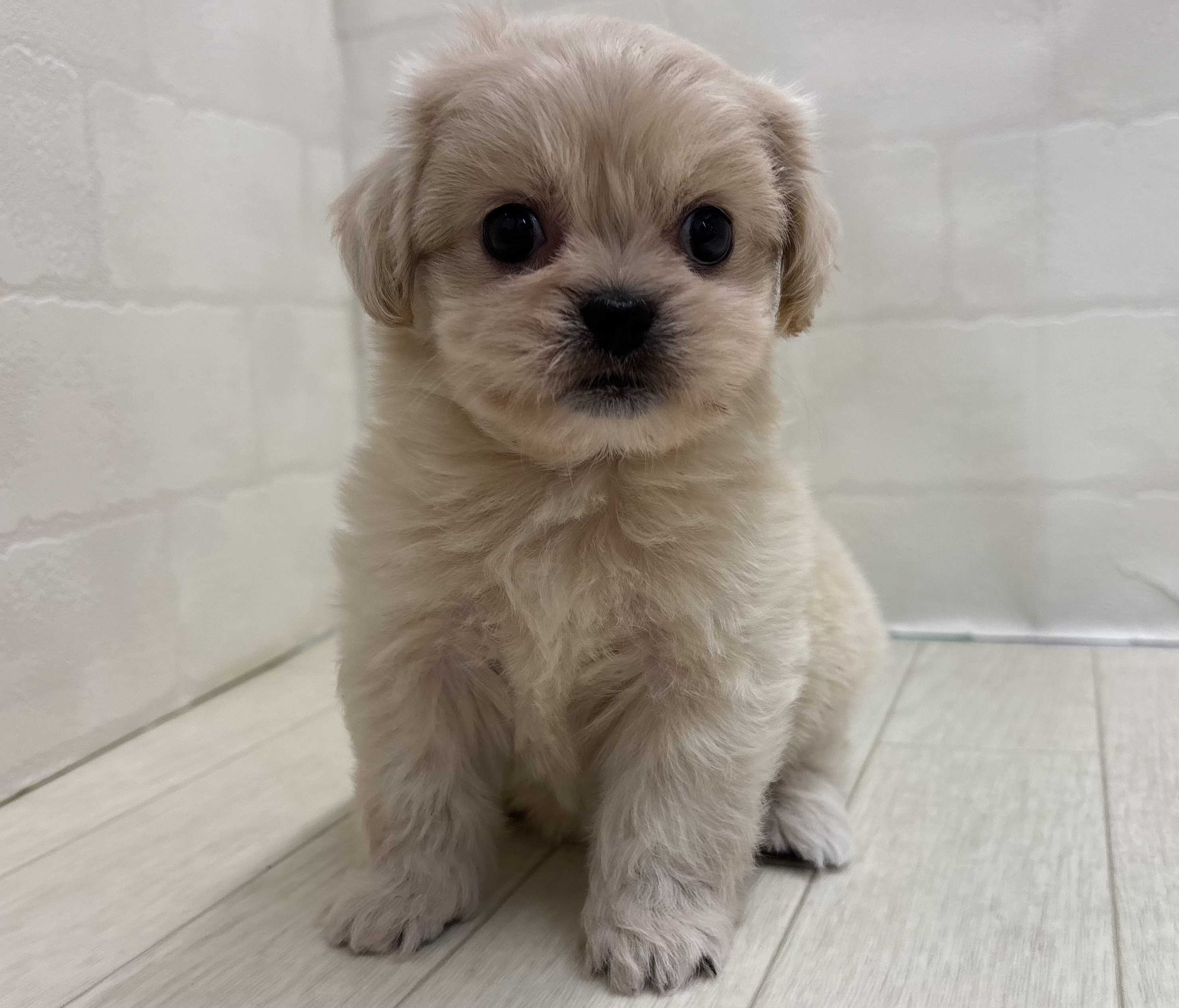 埼玉県のハーフ犬・ミックス犬 (ペッツワン大利根店/2026年5月12日生まれ/女の子/クリーム)の子犬