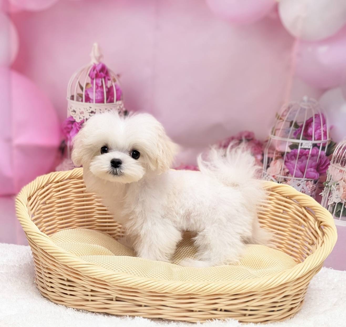 岡山県のマルチーズ (ペッツワンFC津山店/2026年1月28日生まれ/男の子/ホワイト)の子犬の2枚目の画像