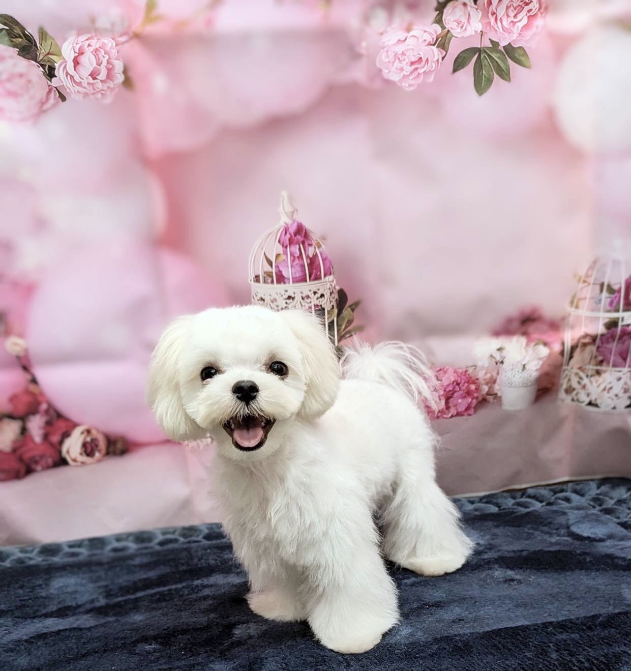 岡山県のマルチーズ (ペッツワンFC津山店/2026年1月28日生まれ/男の子/ホワイト)の子犬の1枚目の画像