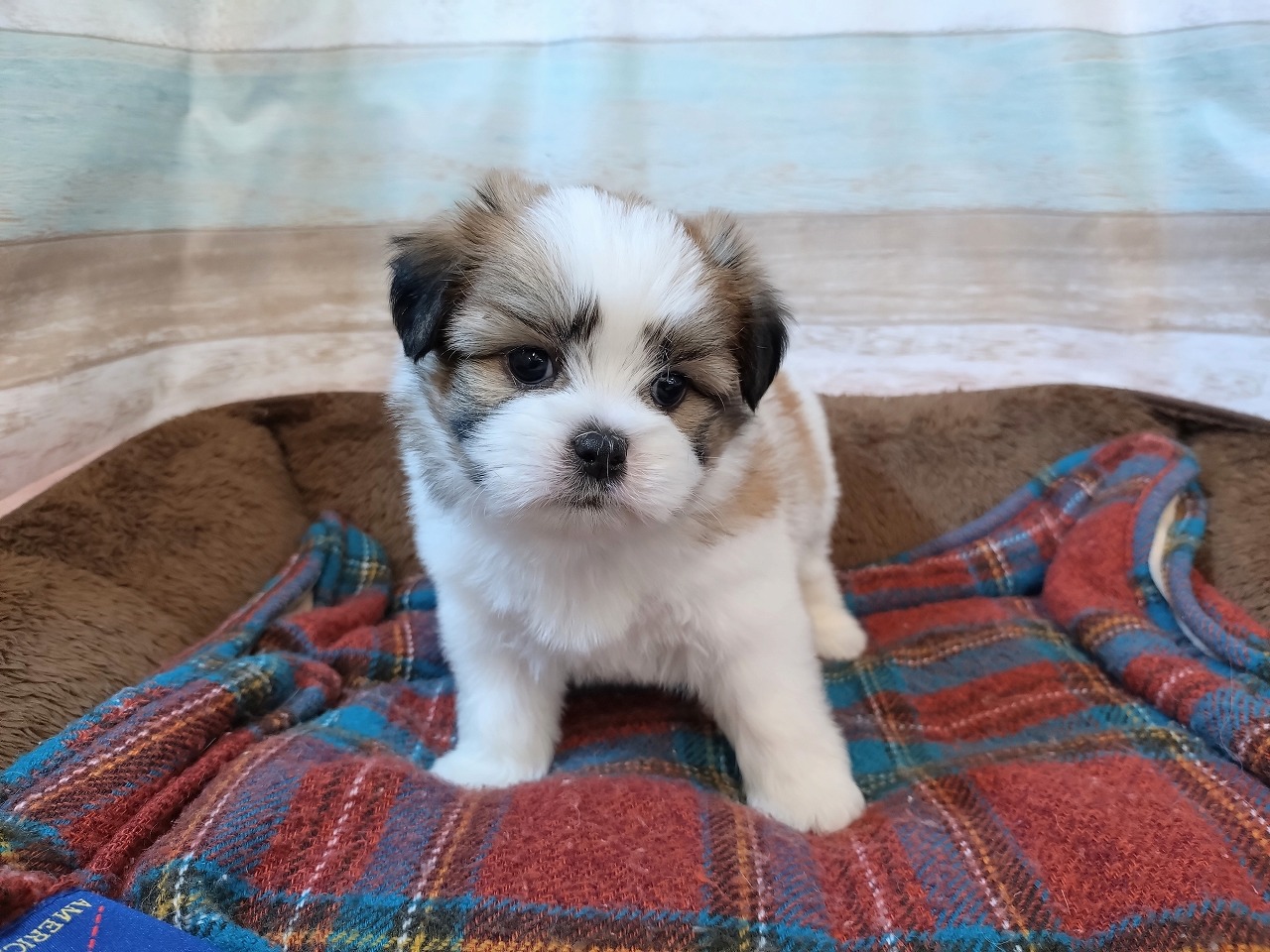群馬県のハーフ犬・ミックス犬 (ペッツワン青柳店/2026年4月20日生まれ/女の子/ホワイトゴールド)の子犬の2枚目の画像