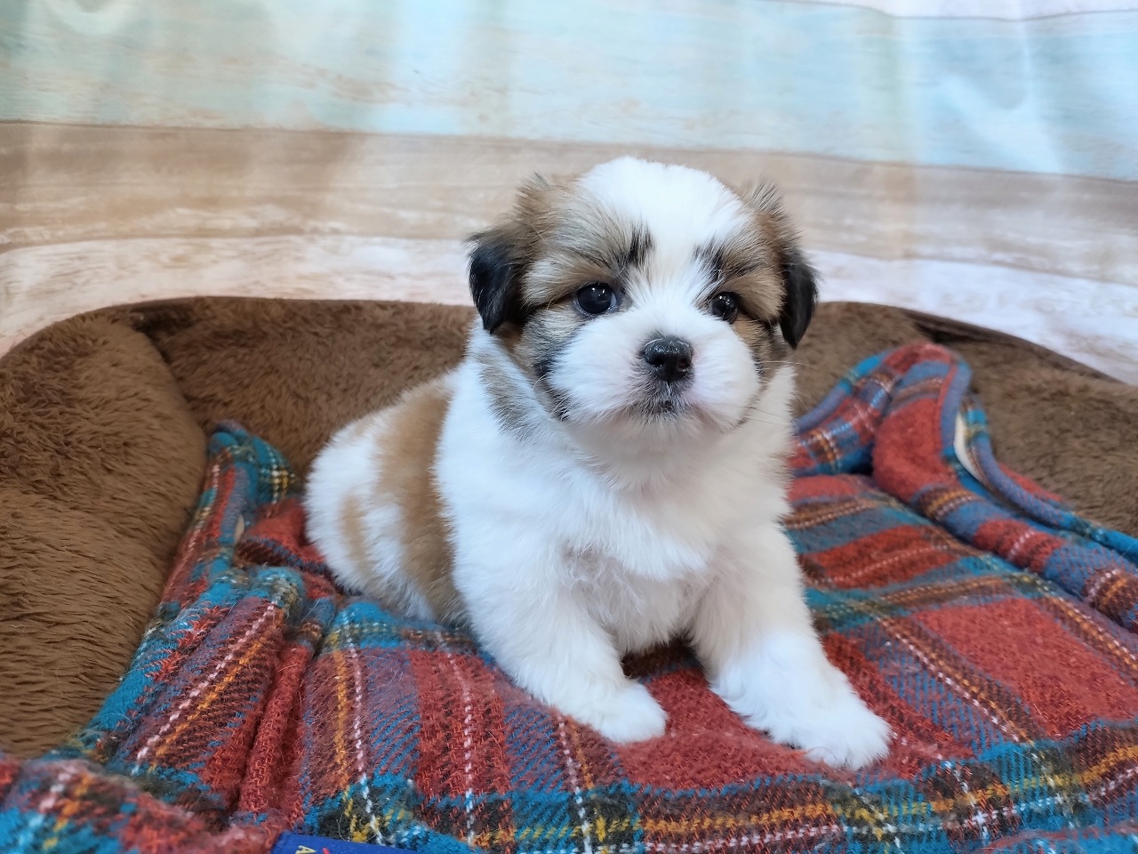 群馬県のハーフ犬・ミックス犬 (ペッツワン青柳店/2026年4月20日生まれ/女の子/ホワイトゴールド)の子犬の1枚目の画像