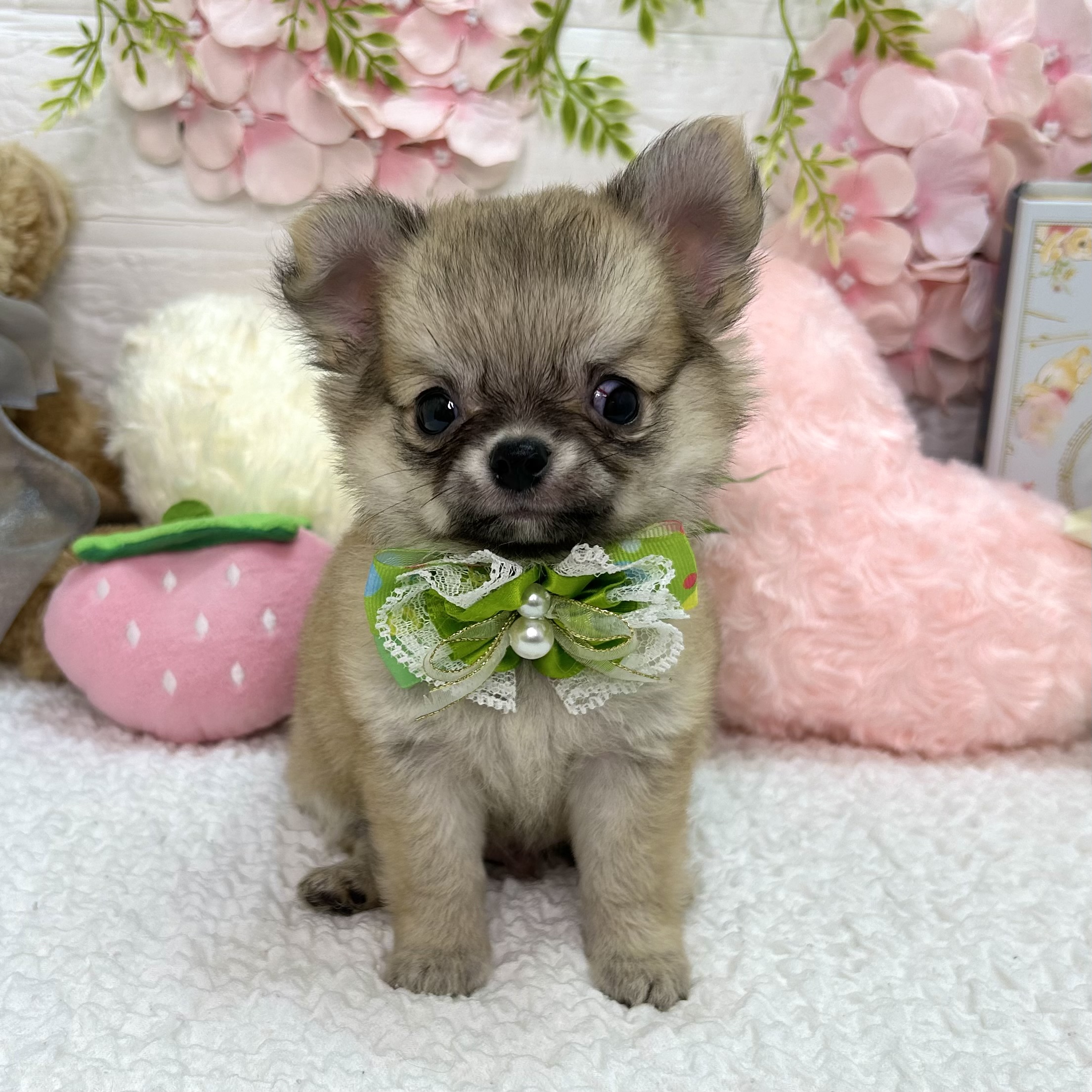 大阪府のチワワ(ロング) (ペッツワン東大阪店/2026年5月14日生まれ/男の子/フォーン)の子犬の1枚目の画像