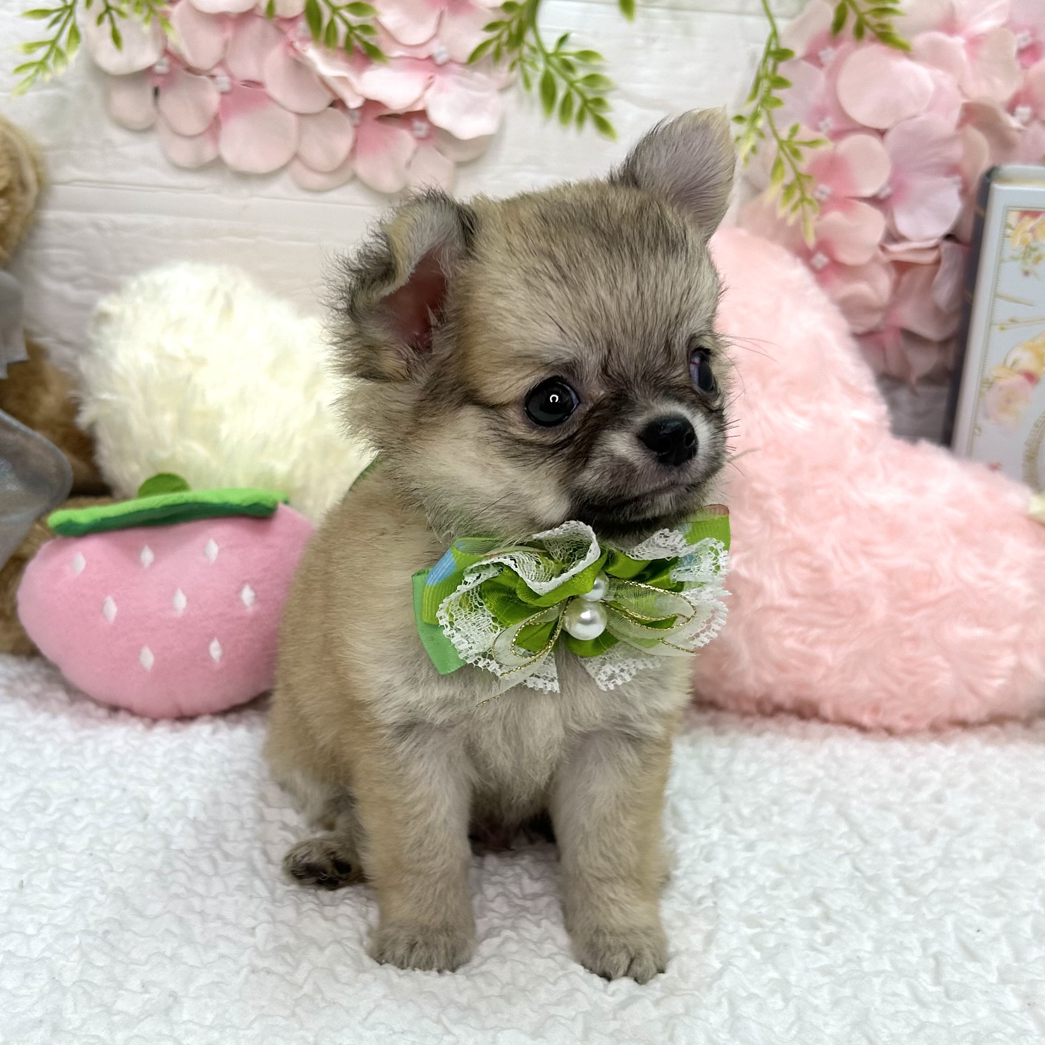 大阪府のチワワ(ロング) (ペッツワン東大阪店/2026年5月14日生まれ/男の子/フォーン)の子犬の2枚目の画像