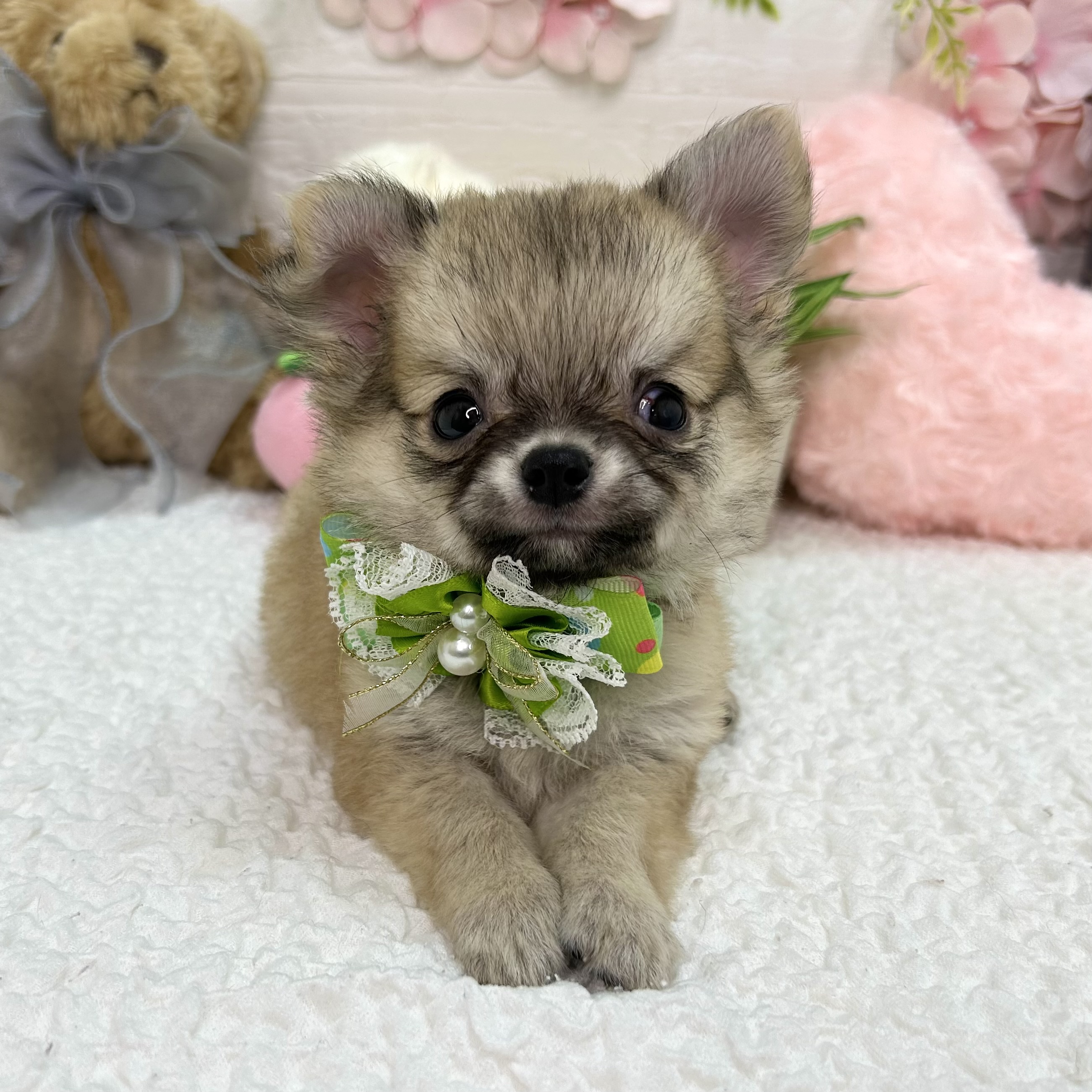 大阪府のチワワ(ロング) (ペッツワン東大阪店/2026年5月14日生まれ/男の子/フォーン)の子犬の3枚目の画像
