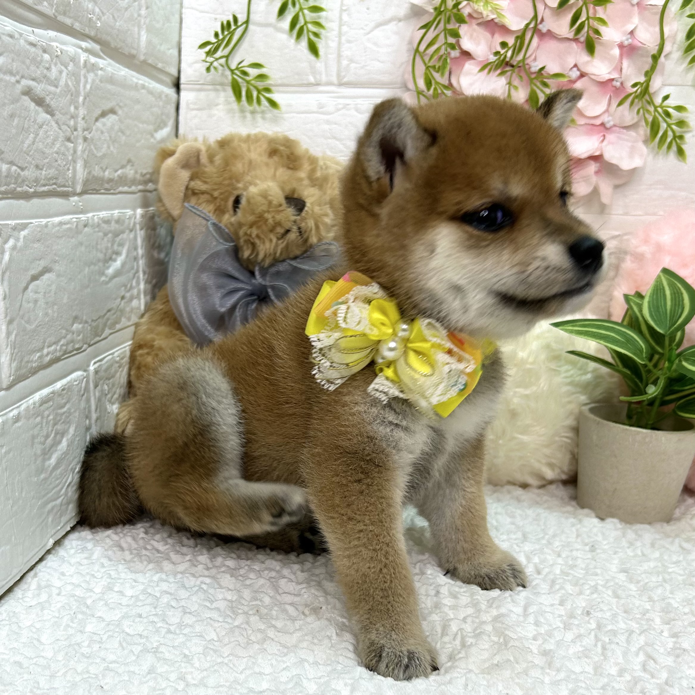 大阪府の柴犬(標準サイズ) (ペッツワン東大阪店/2026年5月14日生まれ/女の子/レッド)の子犬の3枚目の画像