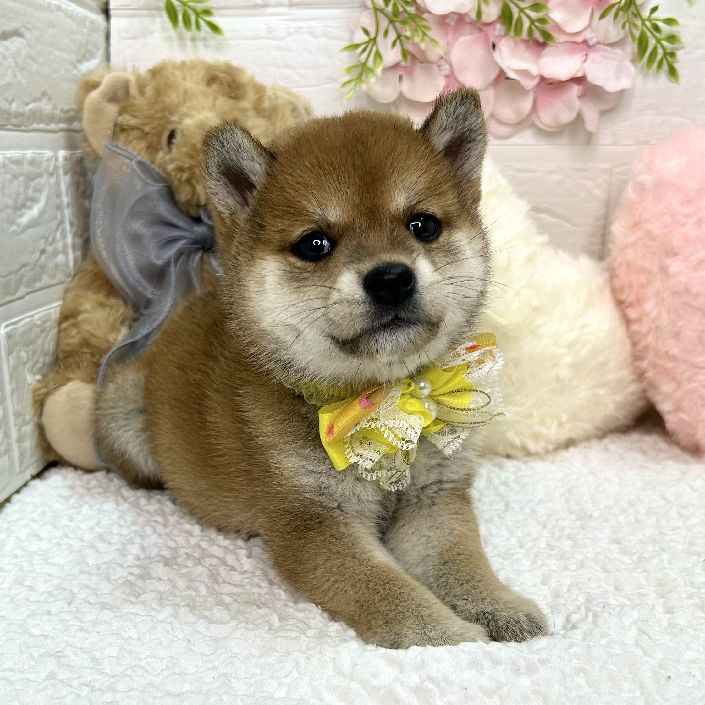 大阪府の柴犬(標準サイズ) (ペッツワン東大阪店/2026年5月14日生まれ/女の子/レッド)の子犬の1枚目の画像