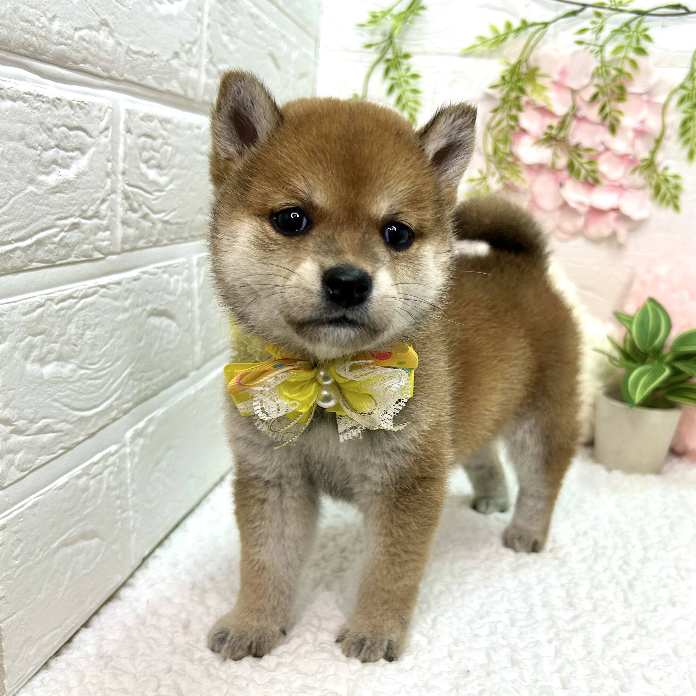大阪府の柴犬(標準サイズ) (ペッツワン東大阪店/2026年5月14日生まれ/女の子/レッド)の子犬の2枚目の画像