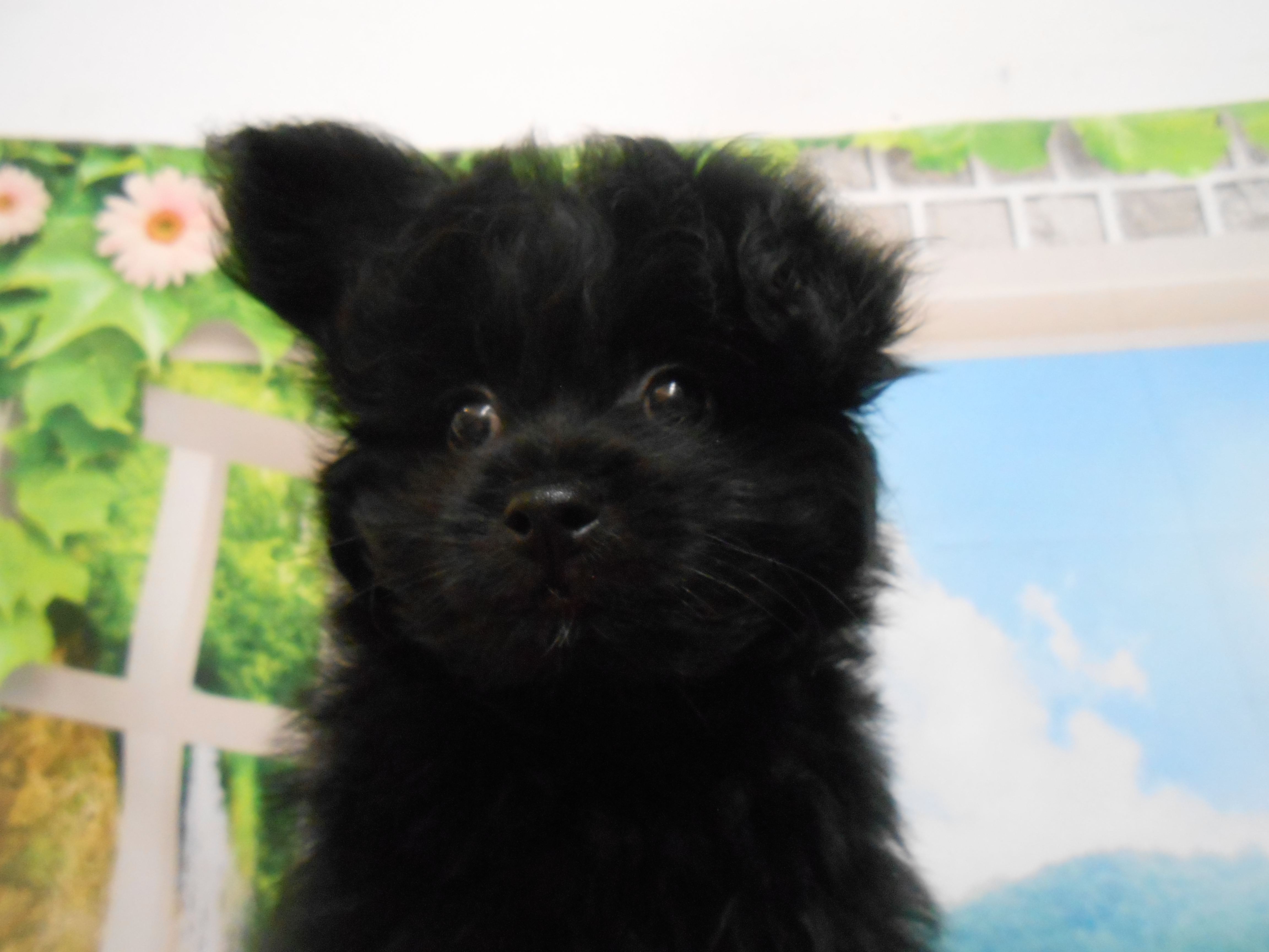 愛知県のハーフ犬・ミックス犬 (ペッツワン半田店/2026年4月29日生まれ/男の子/ブラック)の子犬