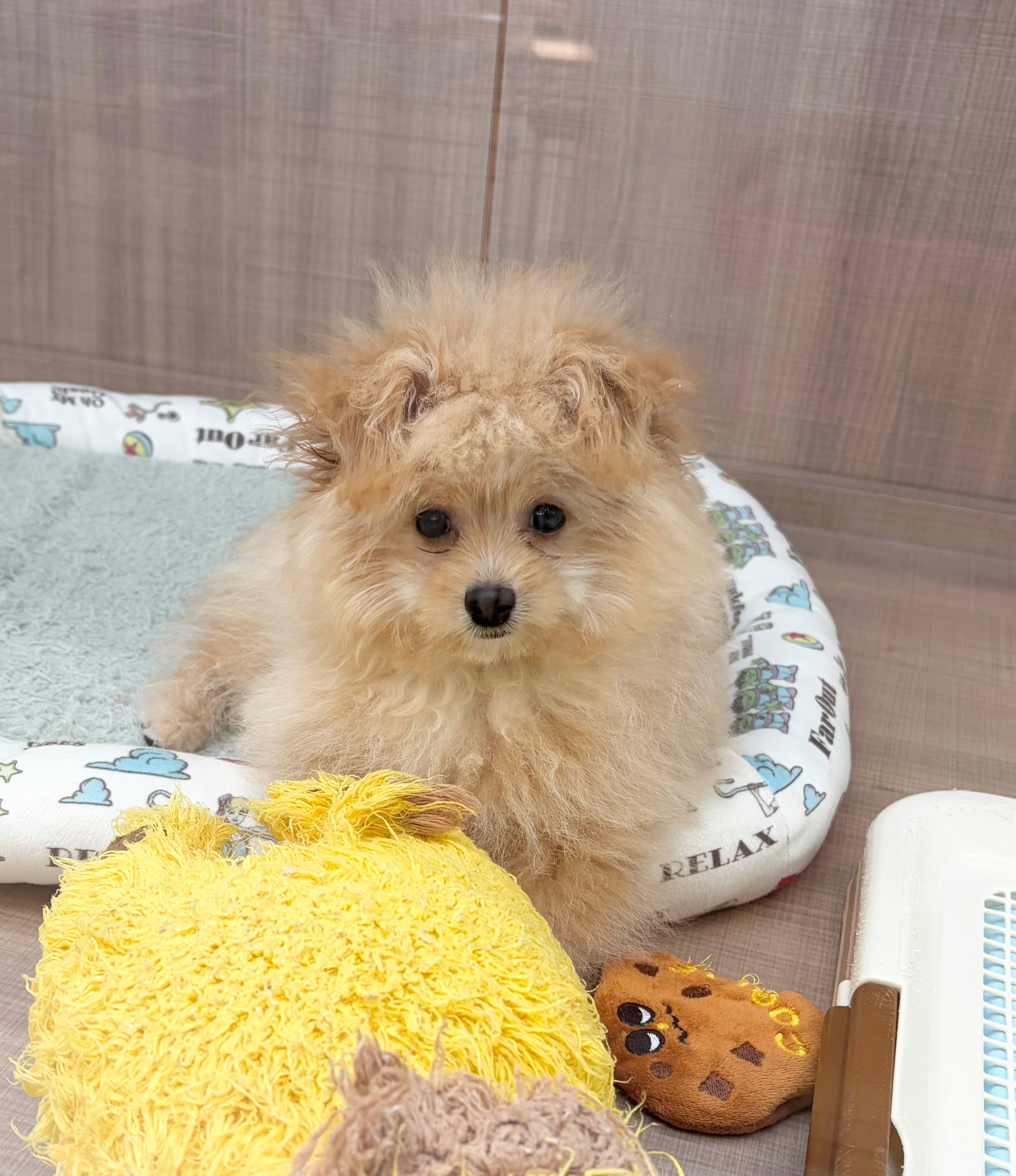 岐阜県のハーフ犬・ミックス犬 (ペッツワン可児店/2026年3月26日生まれ/男の子/オレンジ)の子犬の2枚目の画像