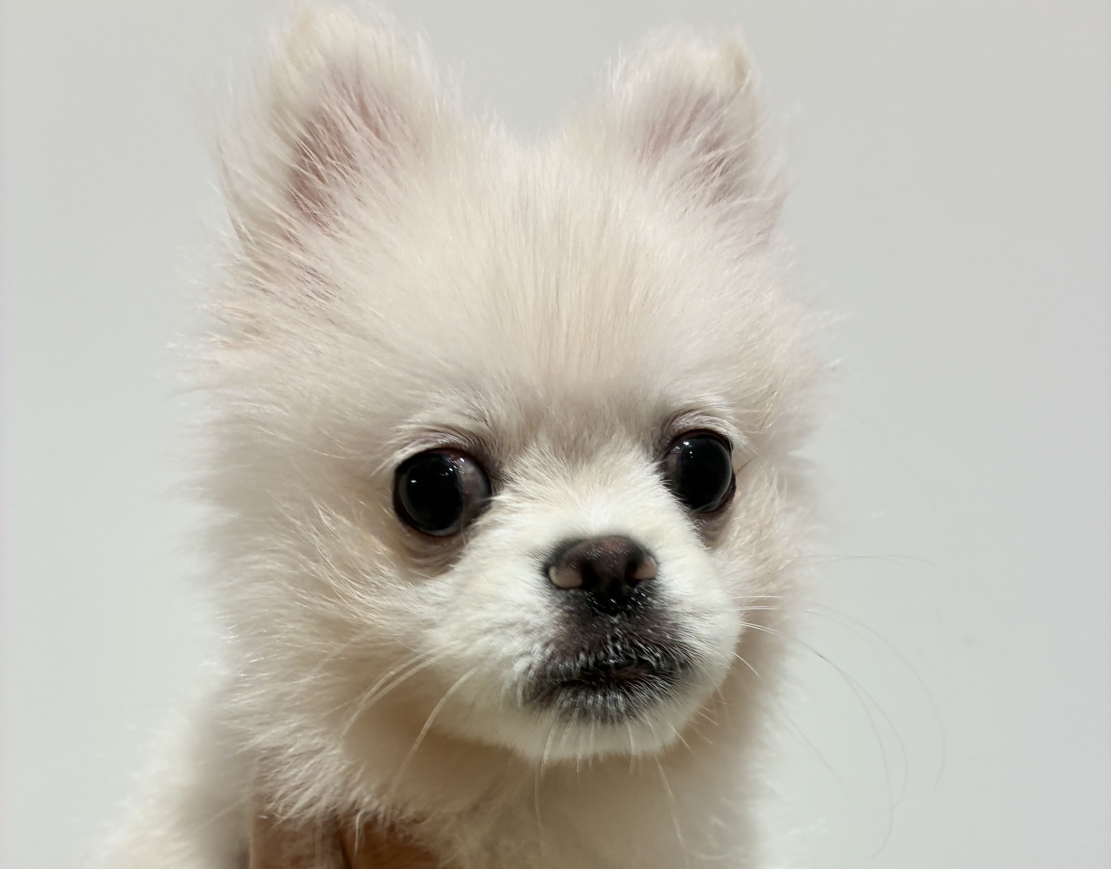 宮城県のハーフ犬・ミックス犬 (ペッツワン古川店/2026年3月30日生まれ/男の子/ホワイト)の子犬