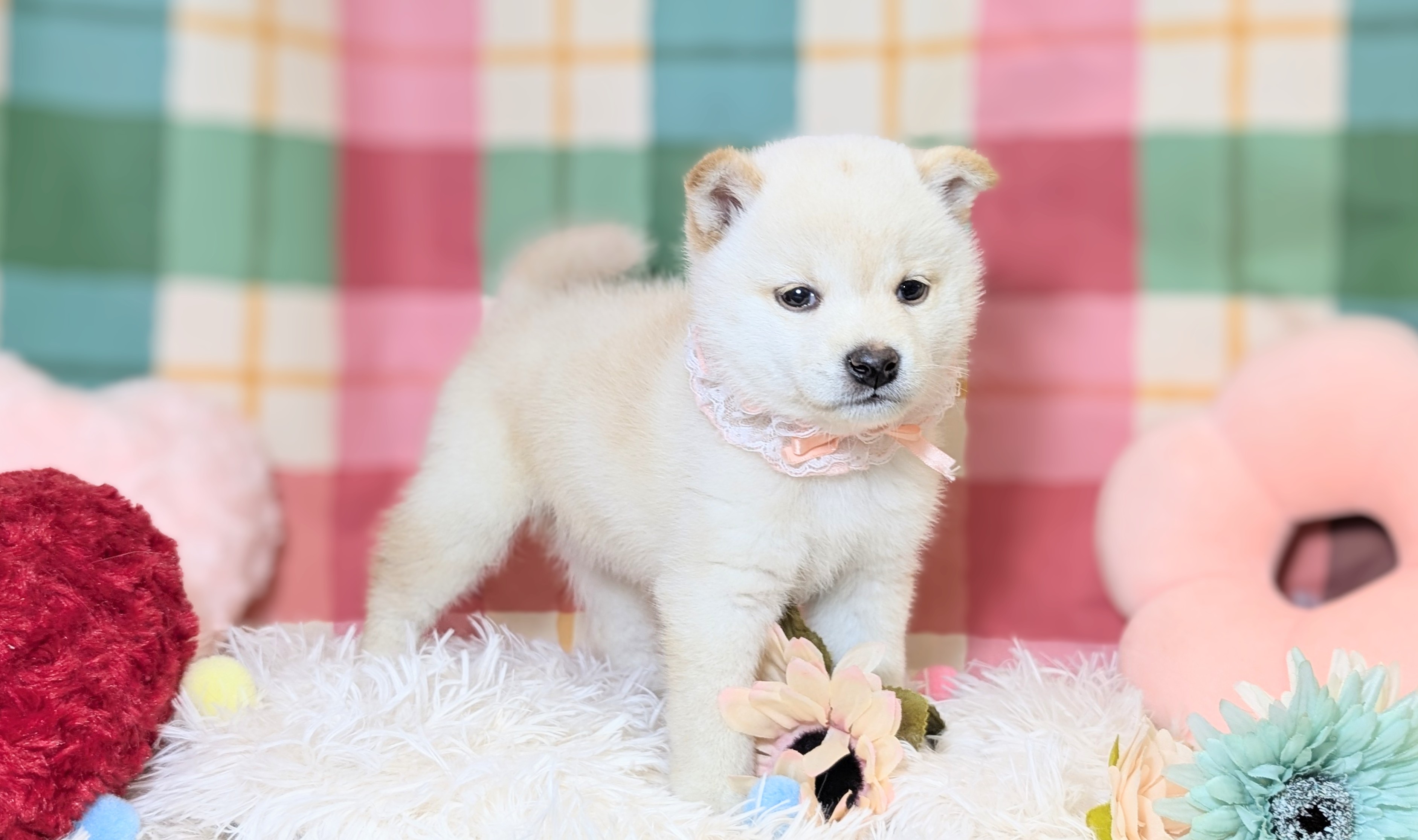 兵庫県の柴犬(標準サイズ) (ペッツワン神戸西神南店/2026年5月14日生まれ/女の子/白)の子犬の1枚目の画像