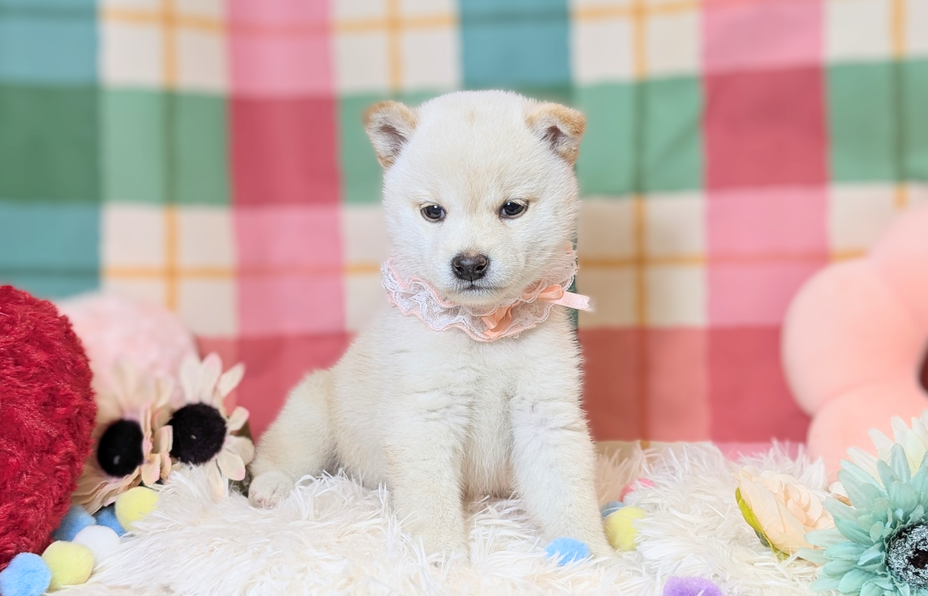 兵庫県の柴犬(標準サイズ) (ペッツワン神戸西神南店/2026年5月14日生まれ/女の子/白)の子犬の2枚目の画像
