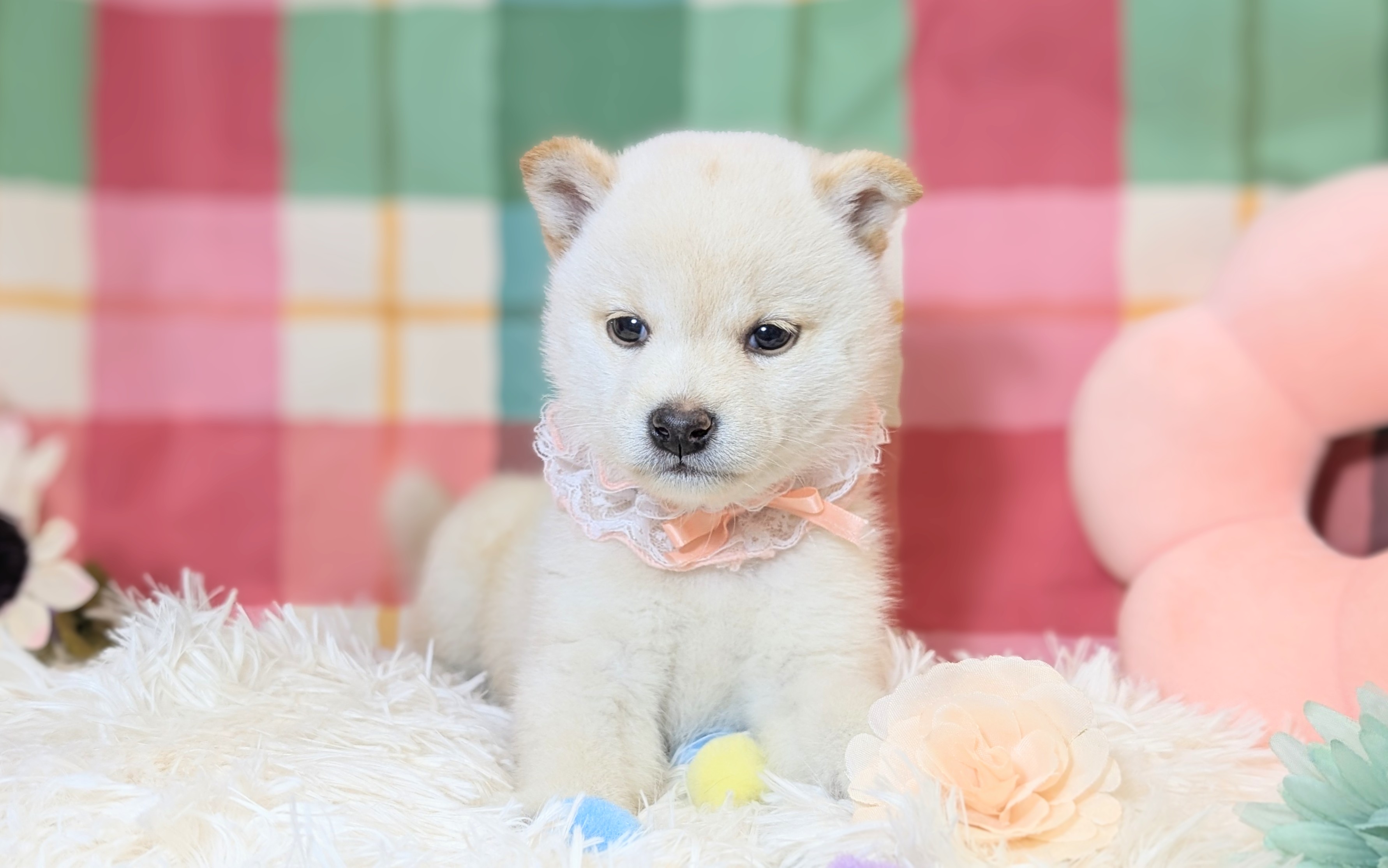 兵庫県の柴犬(標準サイズ) (ペッツワン神戸西神南店/2026年5月14日生まれ/女の子/白)の子犬の3枚目の画像