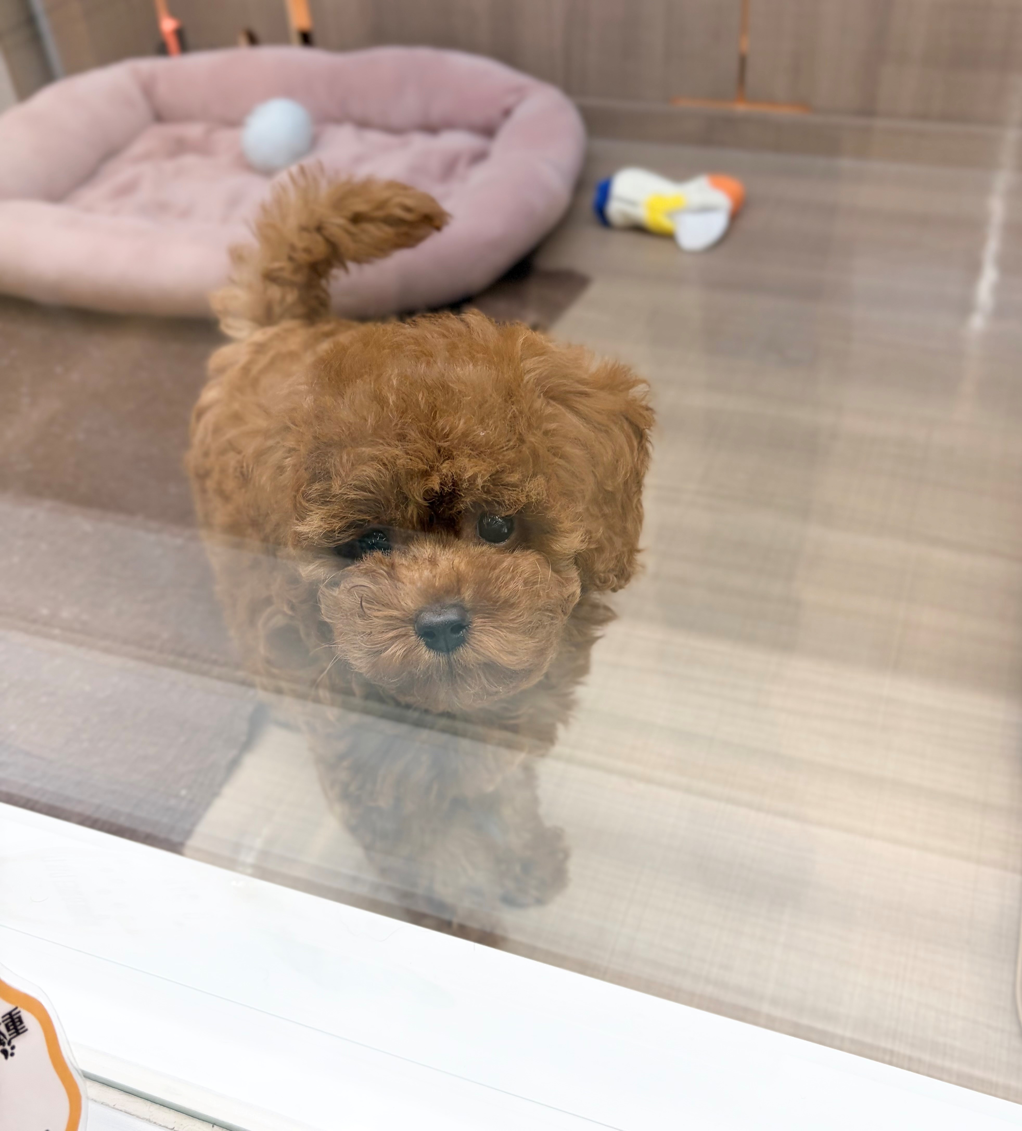 岐阜県のトイプードル(トイ) (ペッツワン可児店/2026年4月20日生まれ/女の子/レッド)の子犬の2枚目の画像