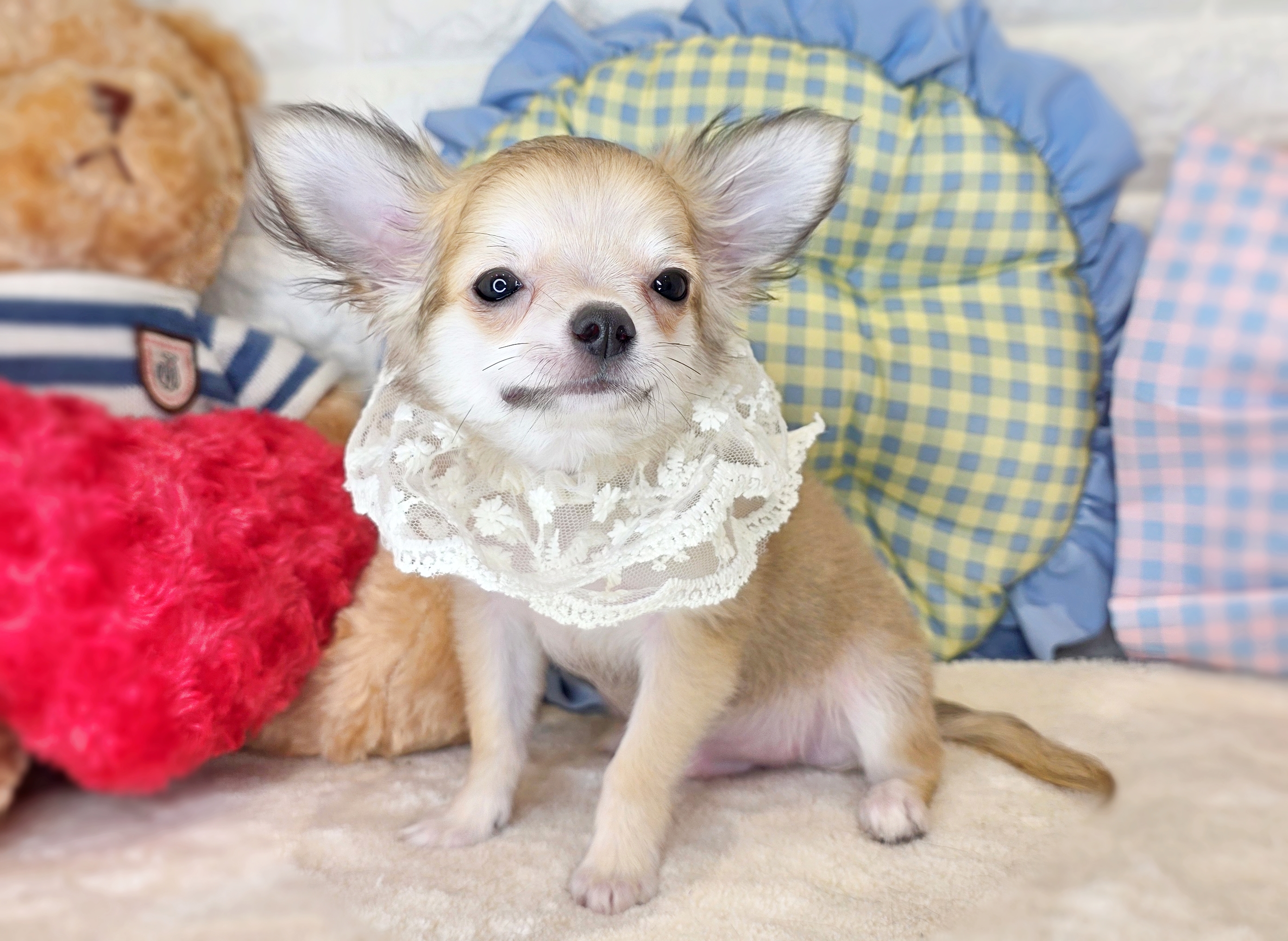 京都府のチワワ(ロング) (ペッツワン亀岡店/2026年3月5日生まれ/男の子/フォーン)の子犬の2枚目の画像