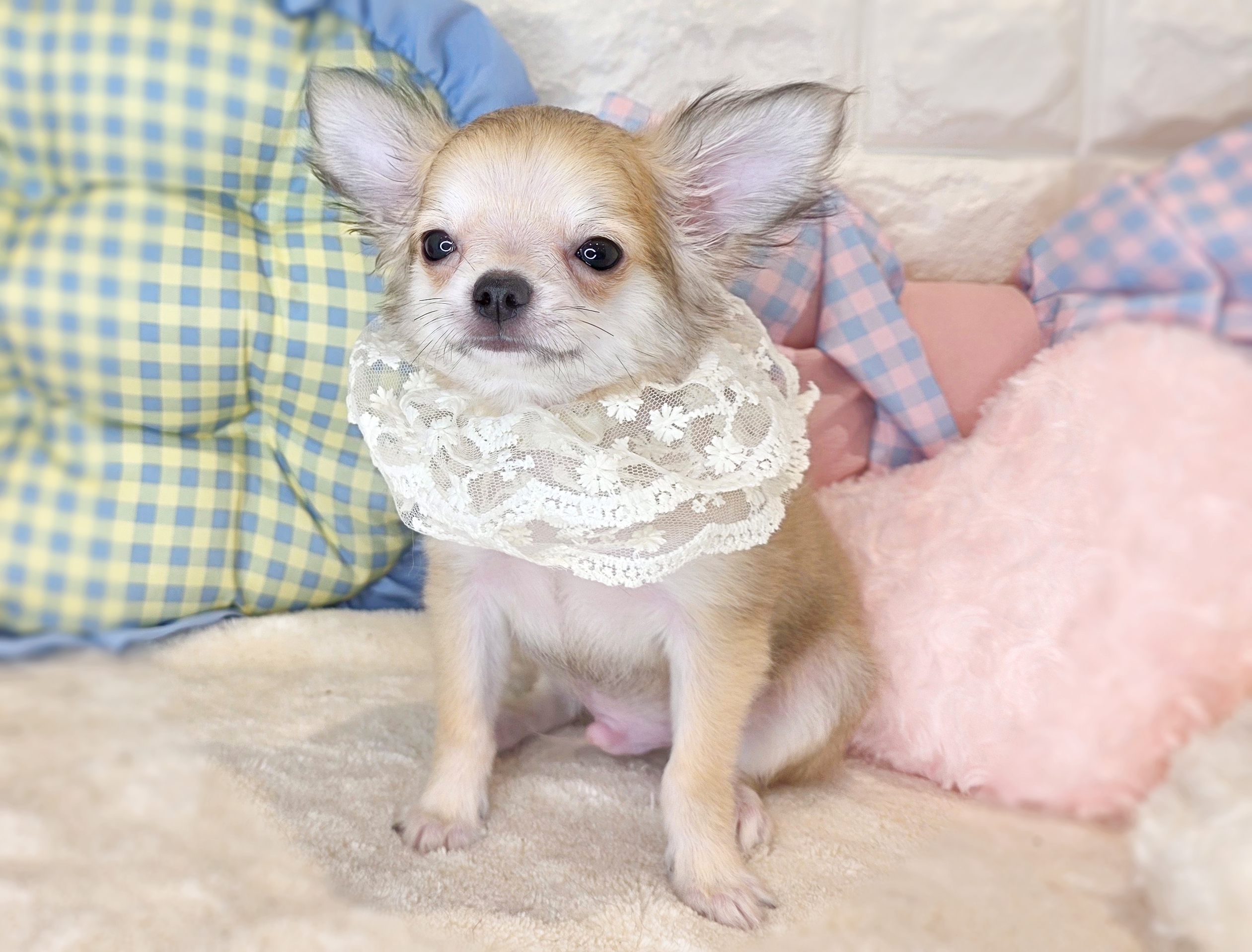 京都府のチワワ(ロング) (ペッツワン亀岡店/2026年3月5日生まれ/男の子/フォーン)の子犬の1枚目の画像