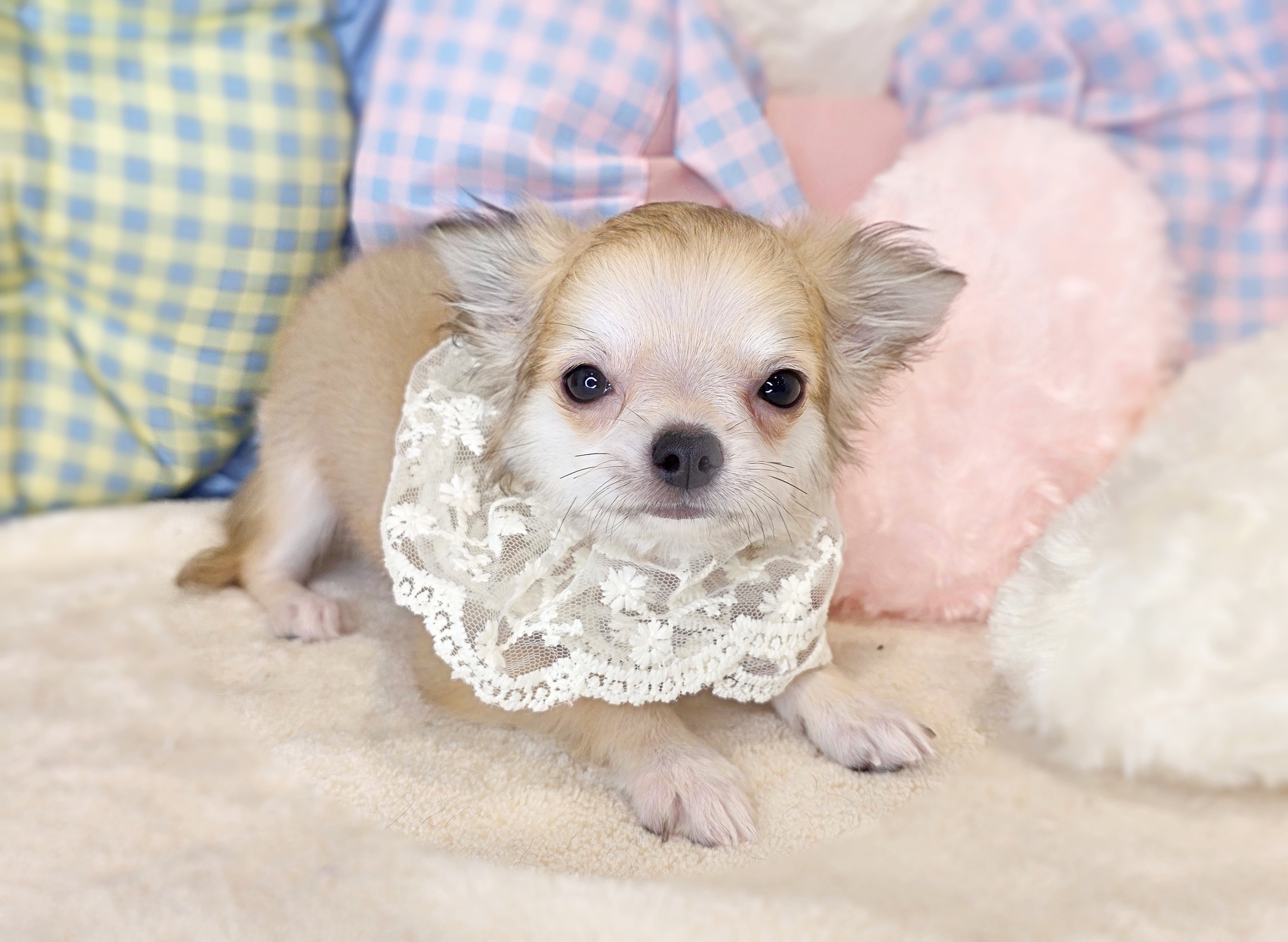 京都府のチワワ(ロング) (ペッツワン亀岡店/2026年3月5日生まれ/男の子/フォーン)の子犬の3枚目の画像