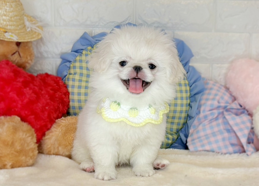 京都府のペキニーズ (ペッツワン亀岡店/2026年2月25日生まれ/男の子/ホワイト)の子犬の3枚目の画像