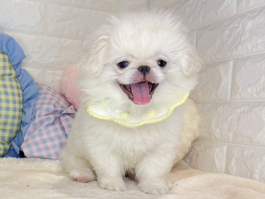 京都府のペキニーズ (ペッツワン亀岡店/2026年2月25日生まれ/男の子/ホワイト)の子犬の1枚目の画像