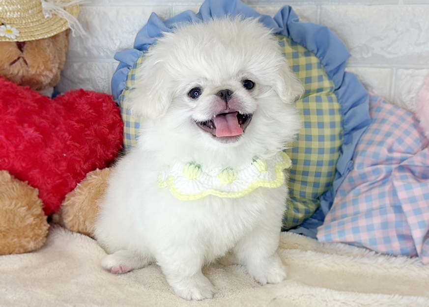 京都府のペキニーズ (ペッツワン亀岡店/2026年2月25日生まれ/男の子/ホワイト)の子犬の2枚目の画像
