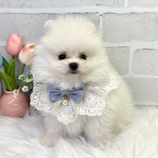 大阪府のポメラニアン (ペッツワン高槻店/2026年3月5日生まれ/男の子/クリーム)の子犬の2枚目の画像