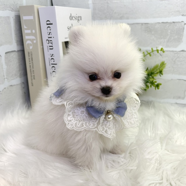 大阪府のポメラニアン (ペッツワン高槻店/2026年3月5日生まれ/男の子/クリーム)の子犬の3枚目の画像