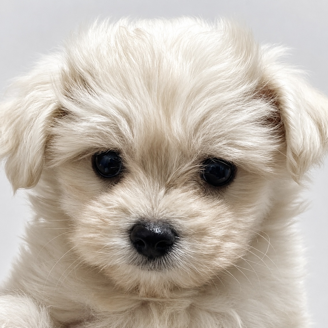2026年5月8日生まれのハーフ犬・ミックス犬