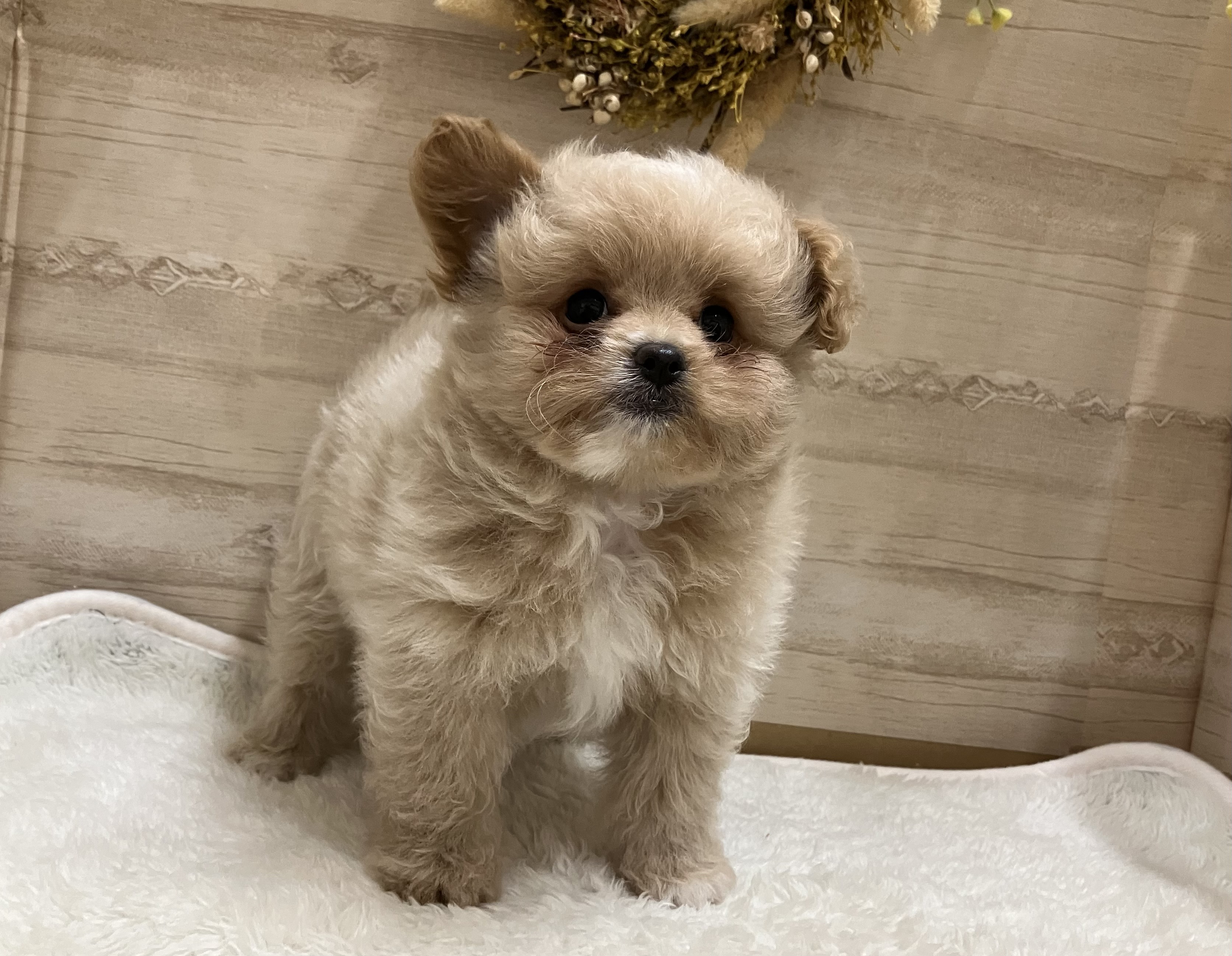 三重県のハーフ犬・ミックス犬 (ペッツワンみえ川越インター店/2026年5月15日生まれ/男の子/その他色)の子犬