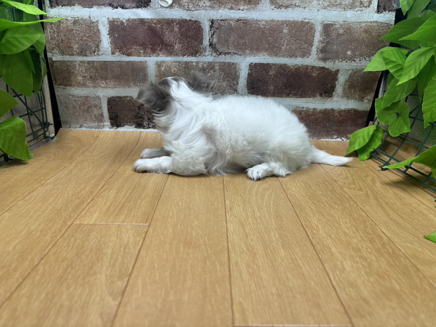 福島県のチワワ(ロング) (ペッツワン白河モール店/2026年5月14日生まれ/女の子/ホワイトイサベラ)の子犬の3枚目の画像