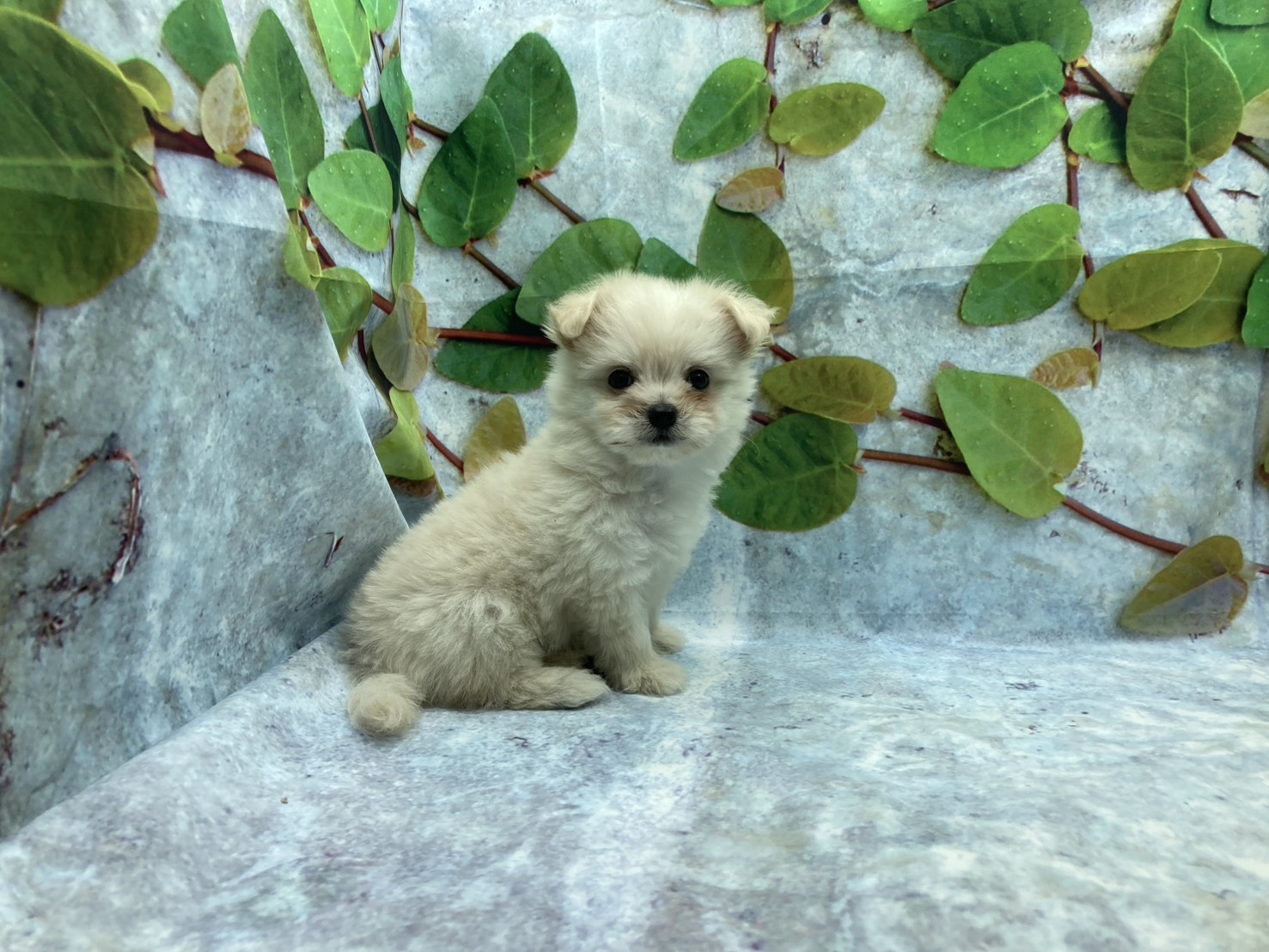 埼玉県のハーフ犬・ミックス犬 (ペッツワン北本店/2026年5月10日生まれ/女の子/クリーム)の子犬の2枚目の画像