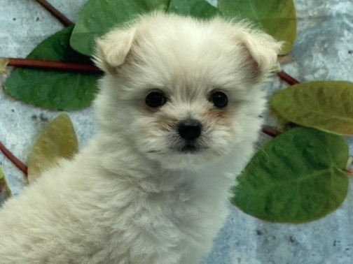 埼玉県のハーフ犬・ミックス犬 (ペッツワン北本店/2026年5月10日生まれ/女の子/クリーム)の子犬の1枚目の画像