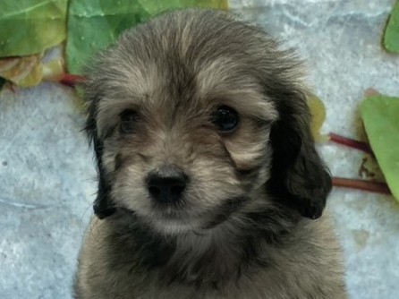 埼玉県のハーフ犬・ミックス犬 (ペッツワン北本店/2026年5月9日生まれ/女の子/シェーデットクリーム)の子犬の1枚目の画像