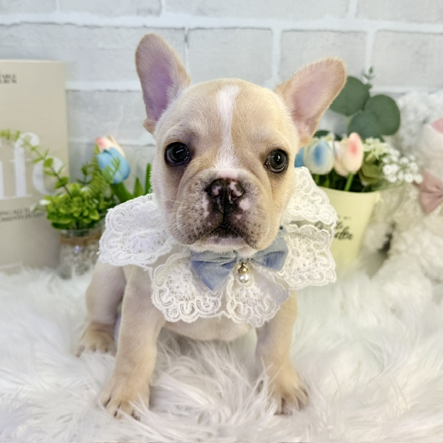 大阪府のフレンチブルドッグ (ペッツワン高槻店/2026年4月28日生まれ/男の子/クリーム)の子犬の2枚目の画像