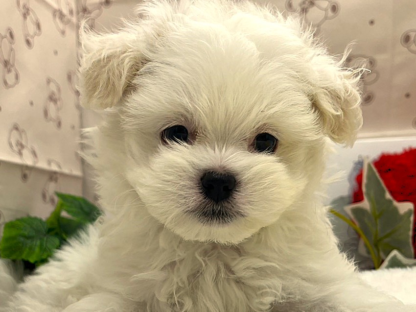 静岡県のハーフ犬・ミックス犬 (ペッツワン掛川店/2026年5月18日生まれ/女の子/ホワイトクリーム)の子犬