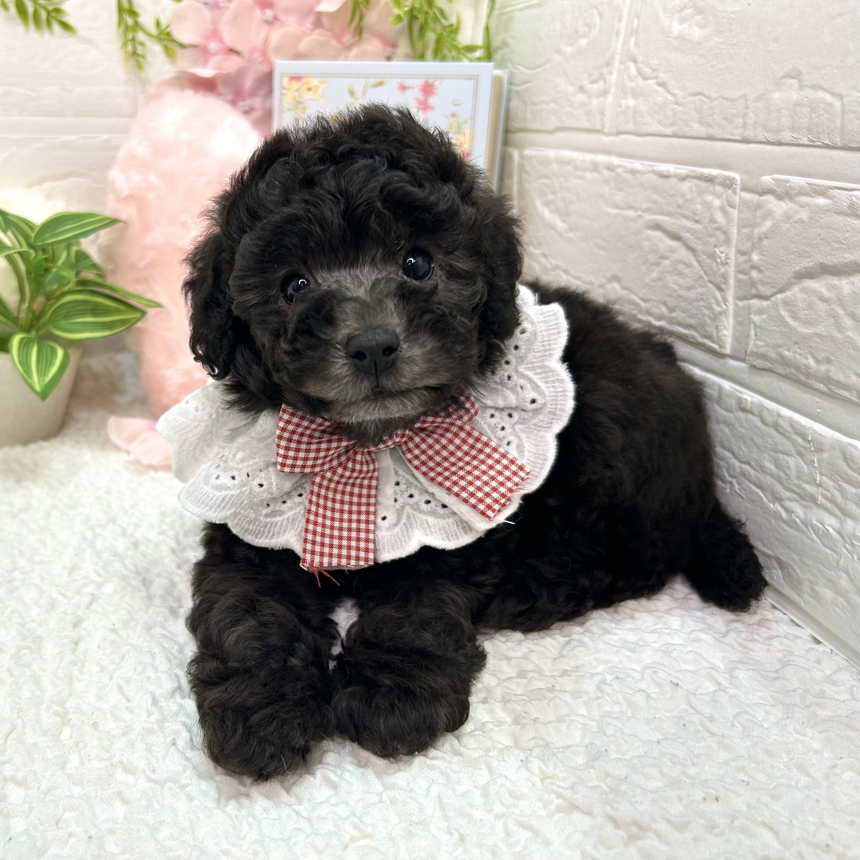 大阪府のトイプードル(トイ) (ペッツワン東大阪店/2026年4月19日生まれ/女の子/グレー)の子犬の3枚目の画像