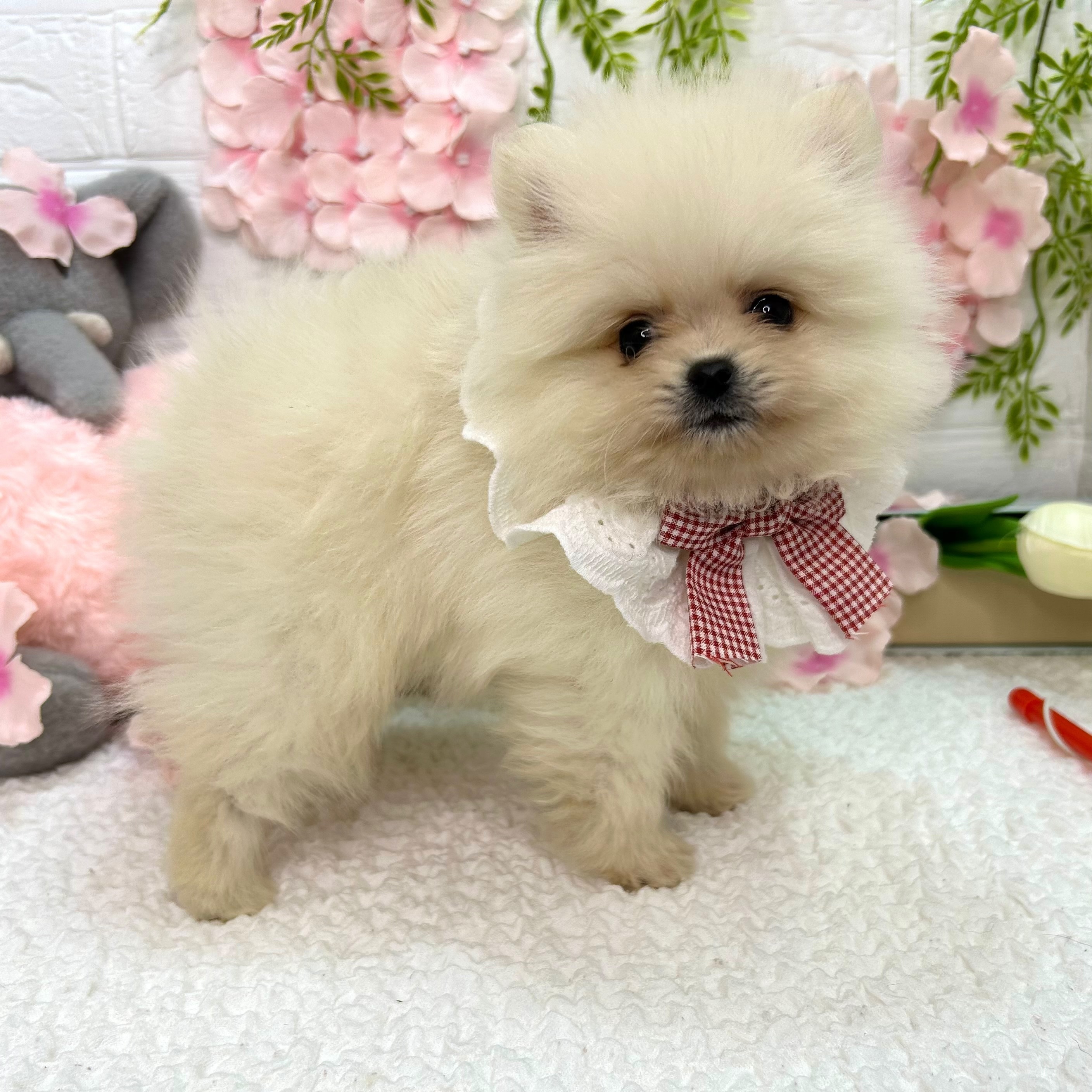 大阪府のポメラニアン (ペッツワン東大阪店/2026年3月5日生まれ/男の子/ホワイトクリーム)の子犬の2枚目の画像