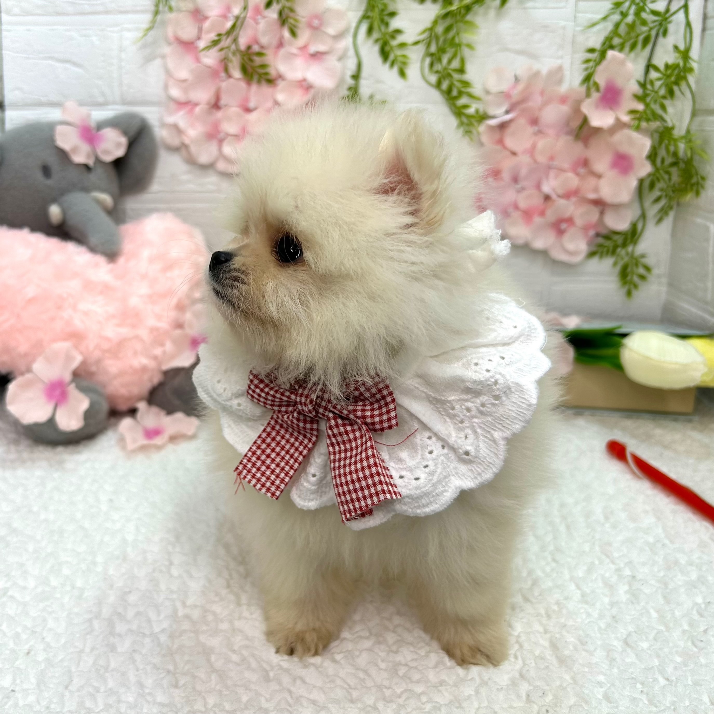 大阪府のポメラニアン (ペッツワン東大阪店/2026年3月5日生まれ/男の子/ホワイトクリーム)の子犬の3枚目の画像