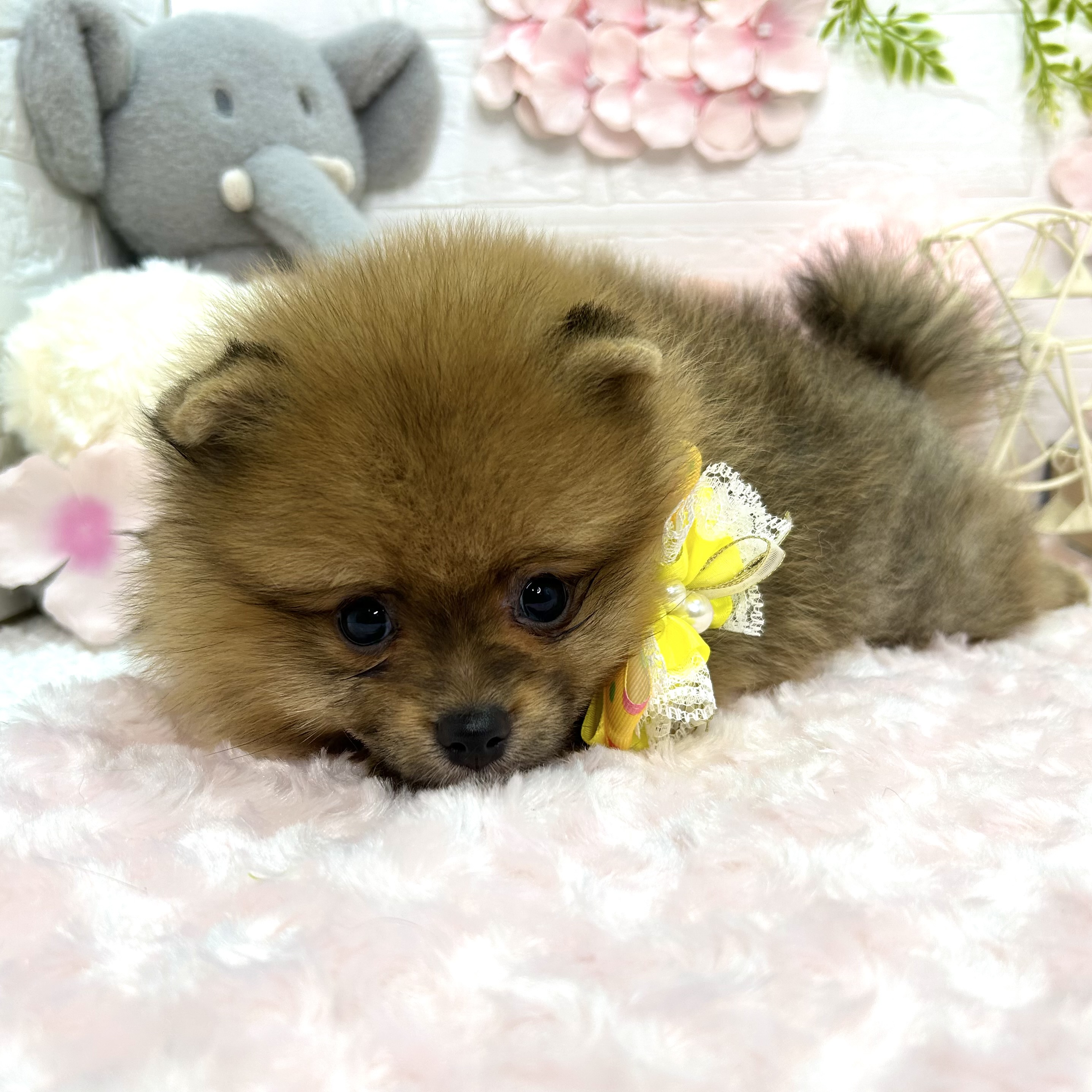 大阪府のポメラニアン (ペッツワン東大阪店/2026年3月12日生まれ/男の子/オレンジ)の子犬の2枚目の画像