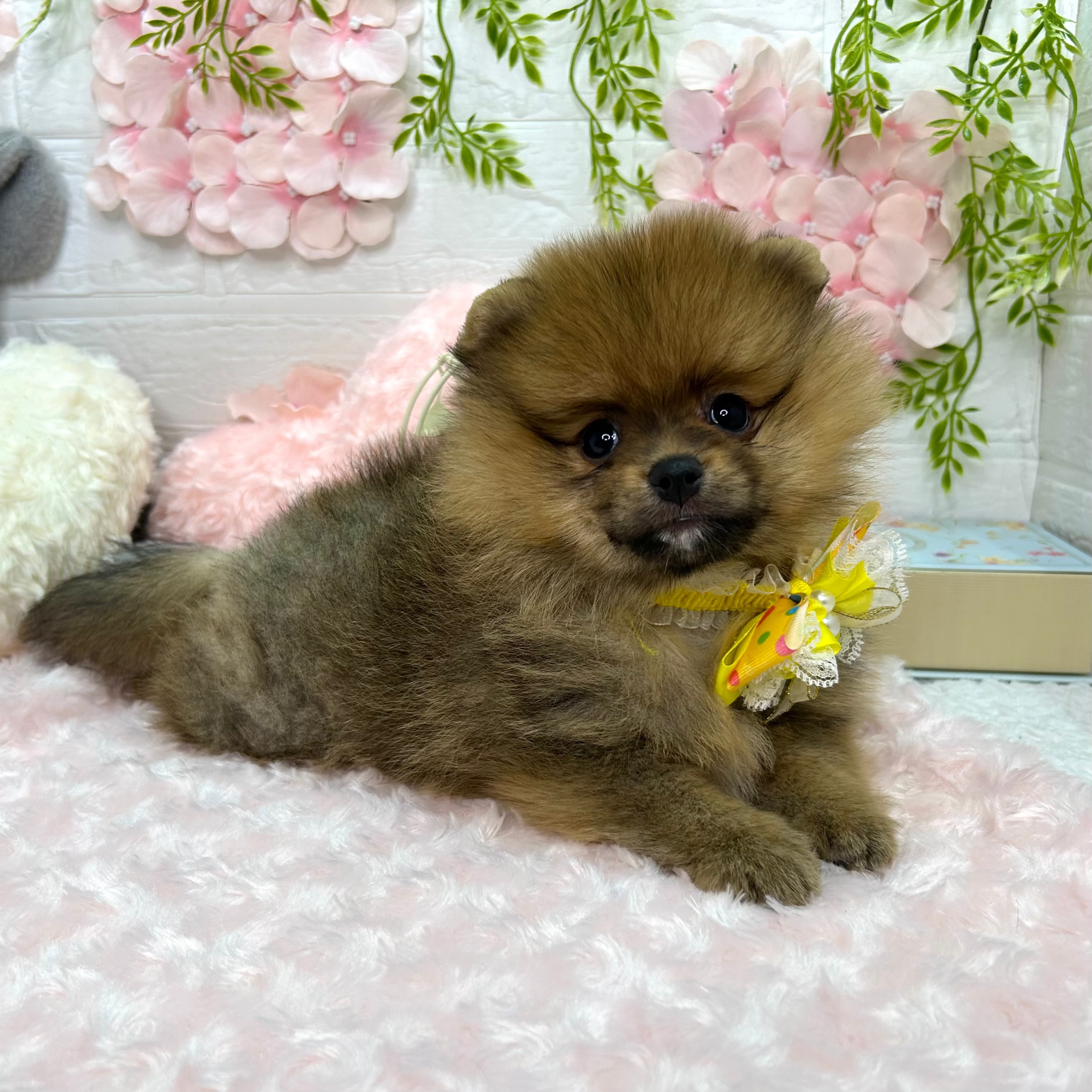 大阪府のポメラニアン (ペッツワン東大阪店/2026年3月12日生まれ/男の子/オレンジ)の子犬の3枚目の画像