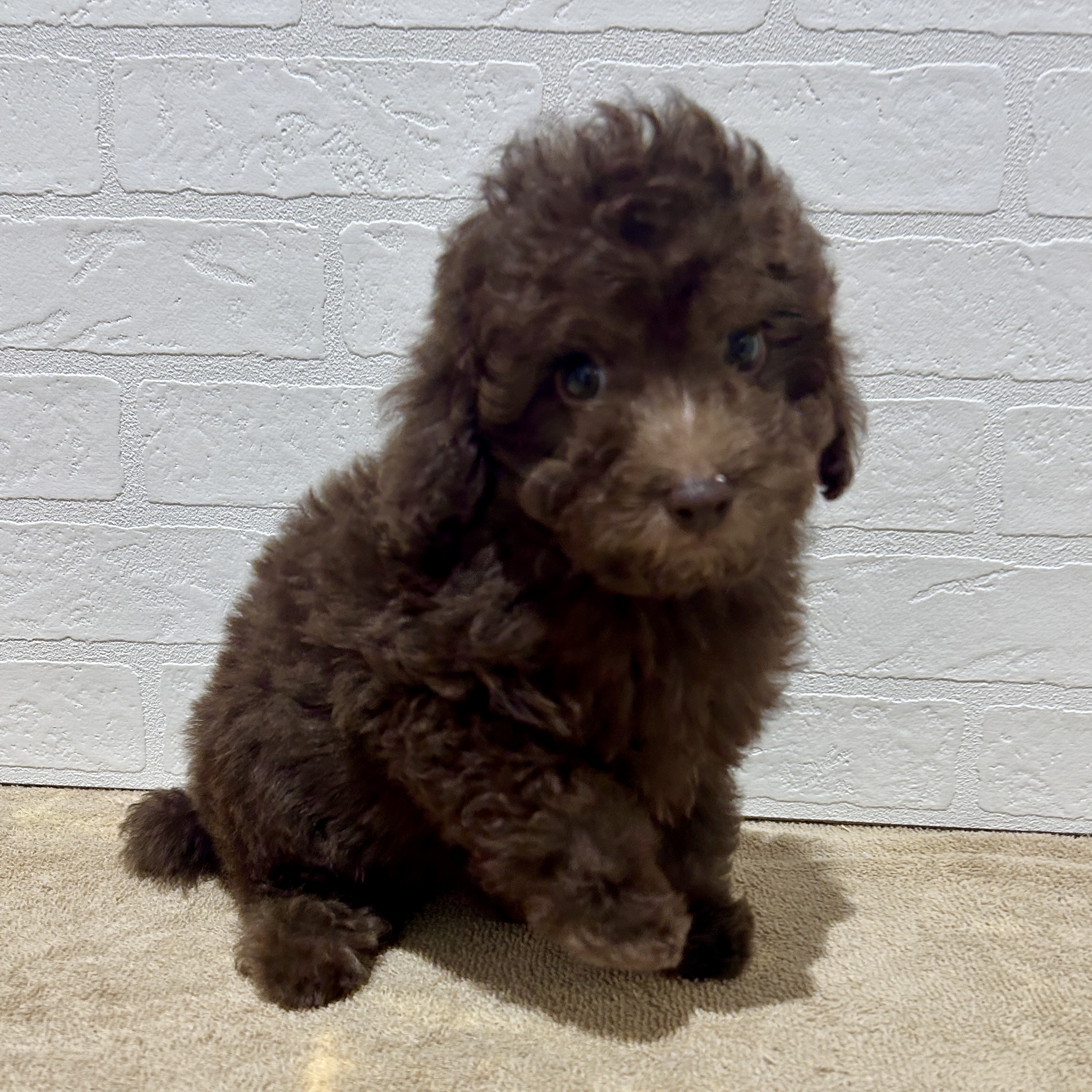 トイプードル❤︎濃茶 トイプードル(トイ)(ブラウン(茶)系)の子犬を価格や特徴で探す|ペット