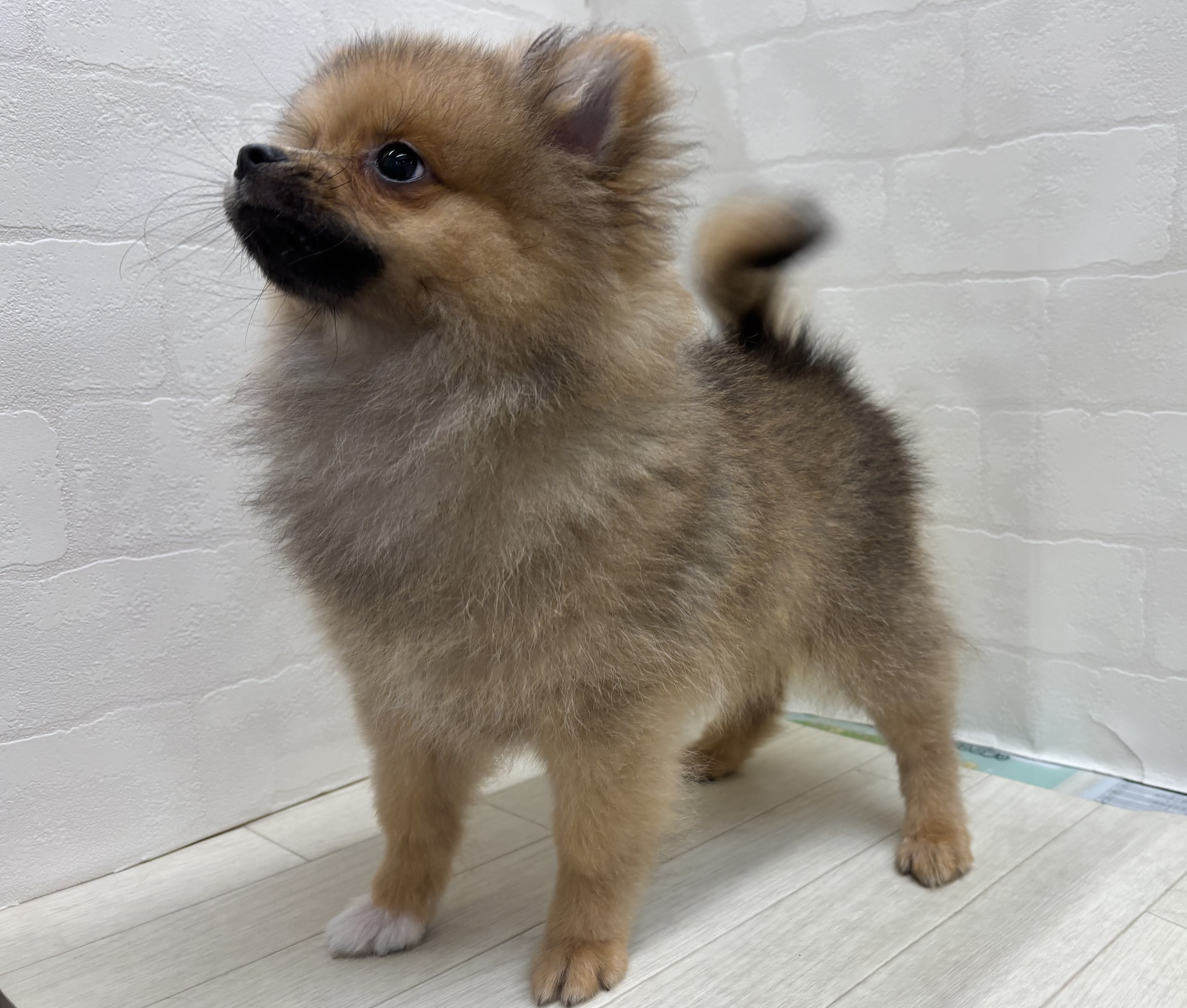 埼玉県のポメラニアン (ペッツワン大利根店/2026年3月30日生まれ/女の子/オレンジ)の子犬の3枚目の画像