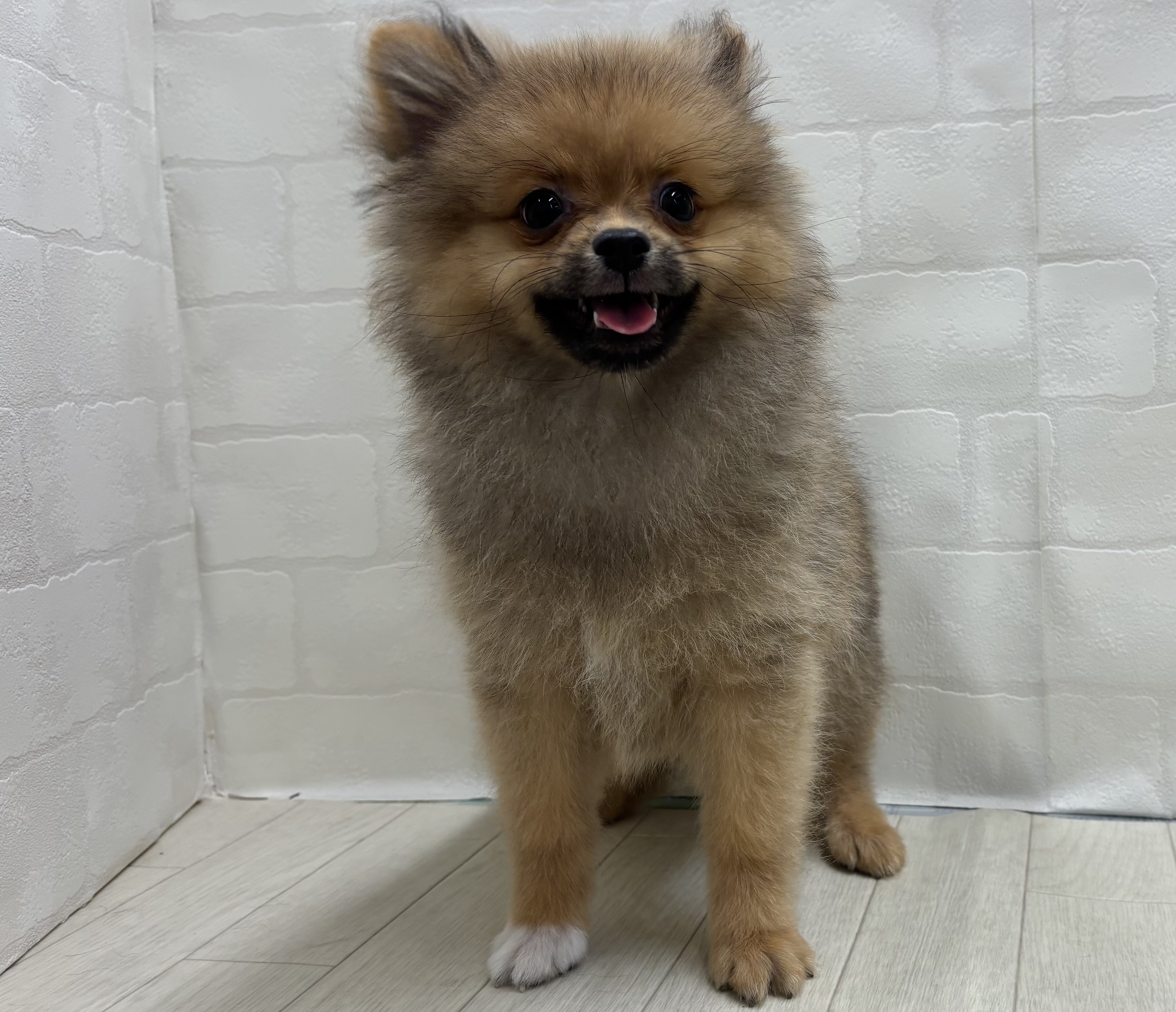 埼玉県のポメラニアン (ペッツワン大利根店/2026年3月30日生まれ/女の子/オレンジ)の子犬の2枚目の画像