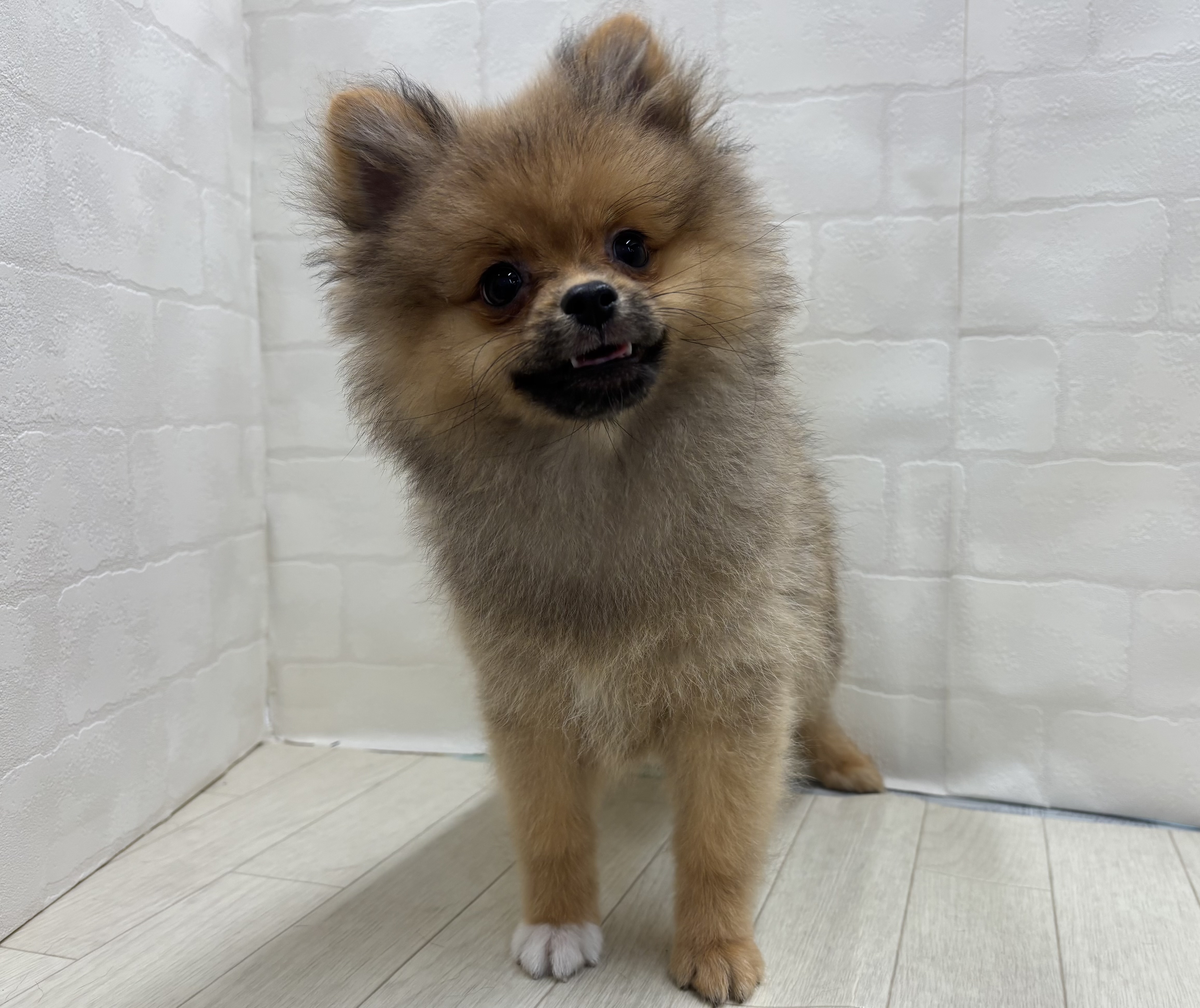 埼玉県のポメラニアン (ペッツワン大利根店/2026年3月30日生まれ/女の子/オレンジ)の子犬の1枚目の画像