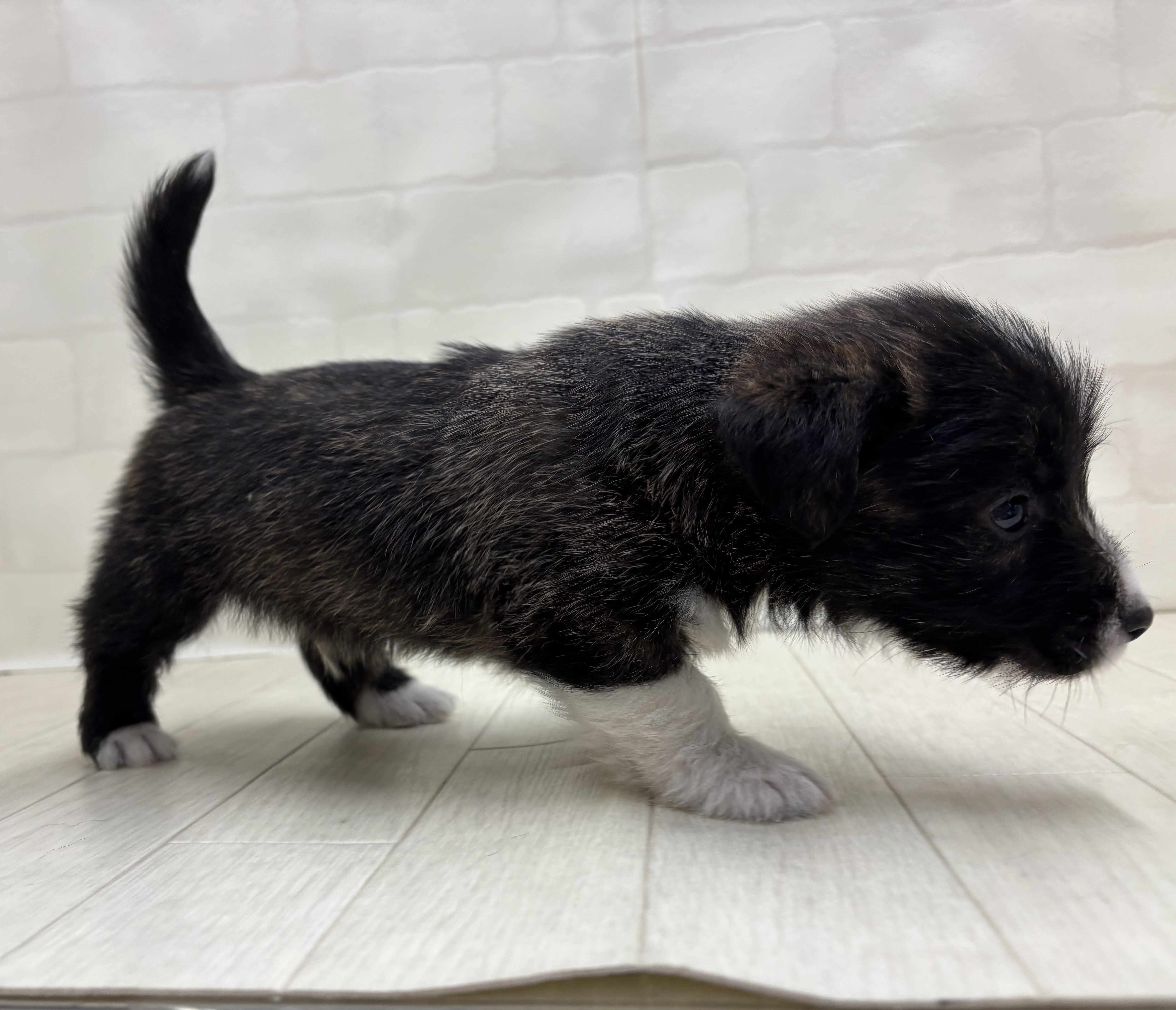 埼玉県のハーフ犬・ミックス犬 (ペッツワン大利根店/2026年5月19日生まれ/男の子/ブリンドル)の子犬の3枚目の画像