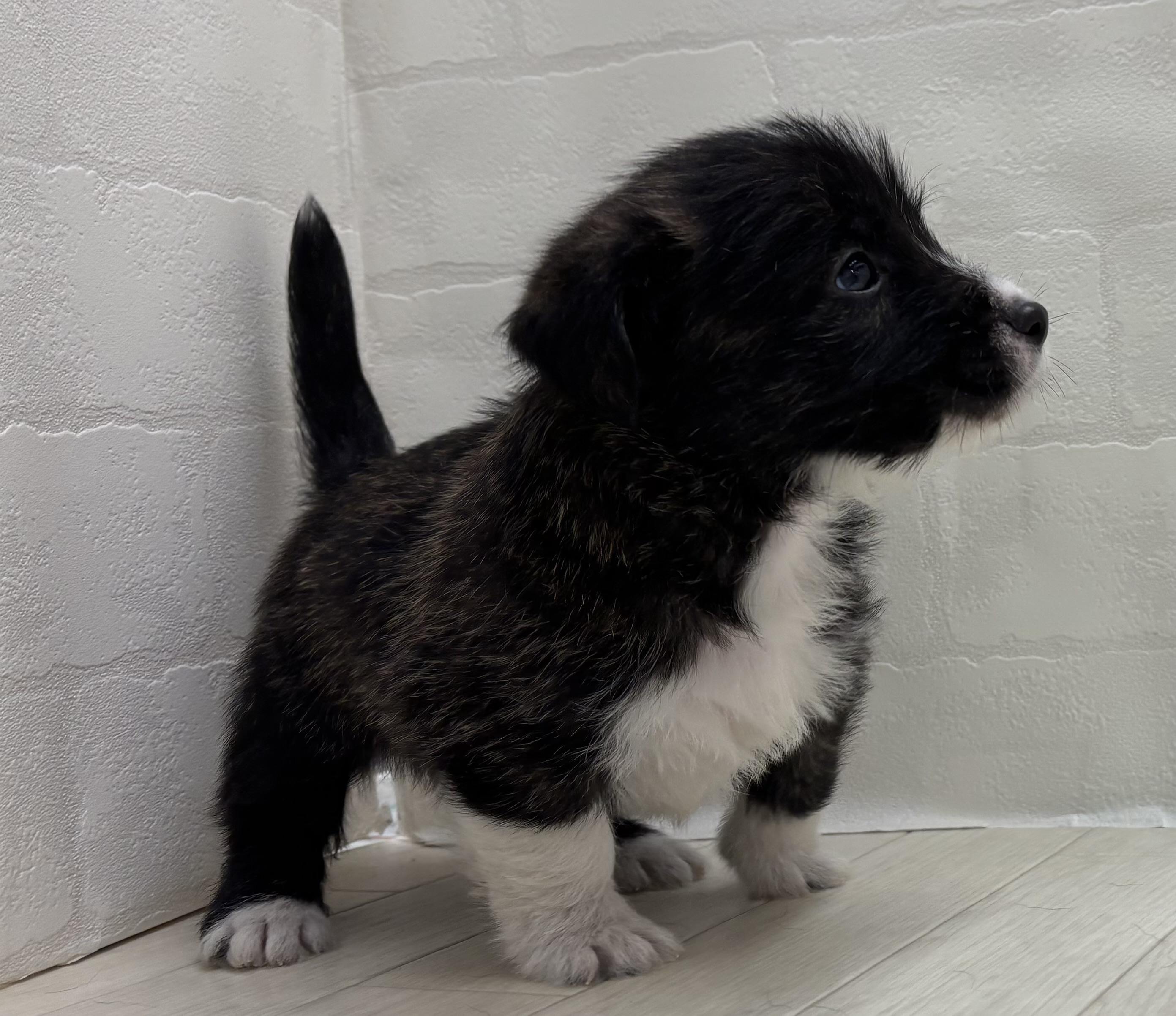 埼玉県のハーフ犬・ミックス犬 (ペッツワン大利根店/2026年5月19日生まれ/男の子/ブリンドル)の子犬の2枚目の画像