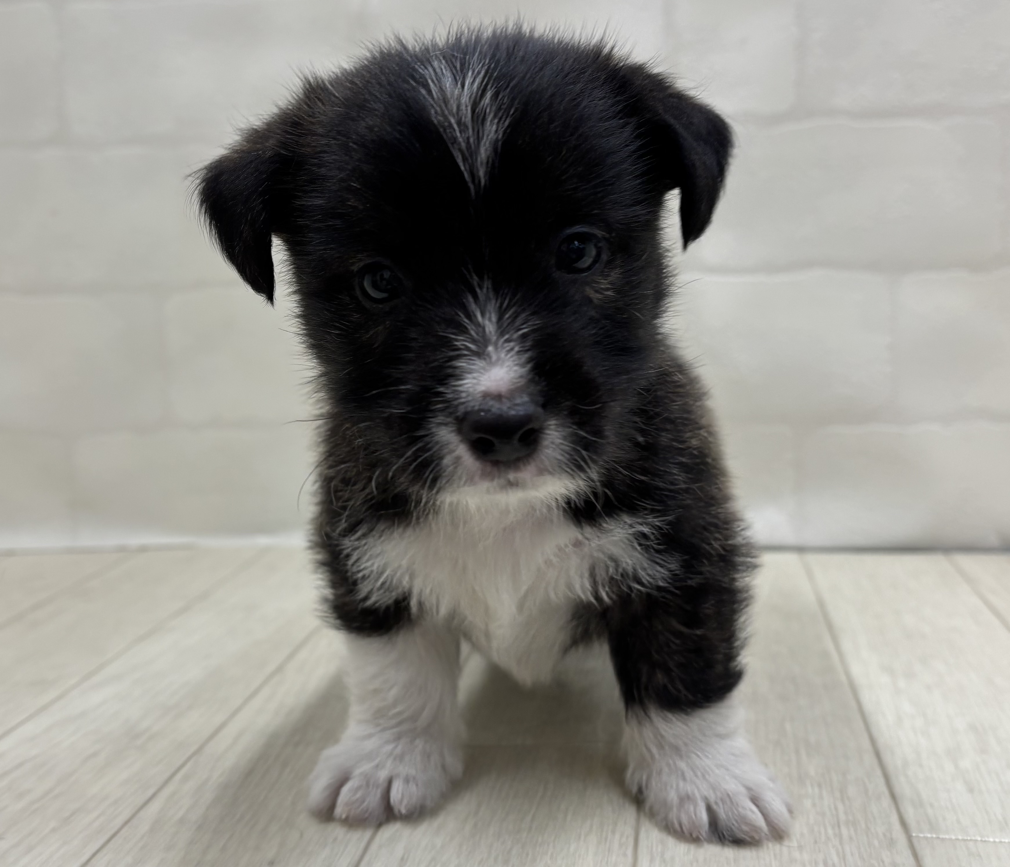 埼玉県のハーフ犬・ミックス犬 (ペッツワン大利根店/2026年5月19日生まれ/男の子/ブリンドル)の子犬の1枚目の画像
