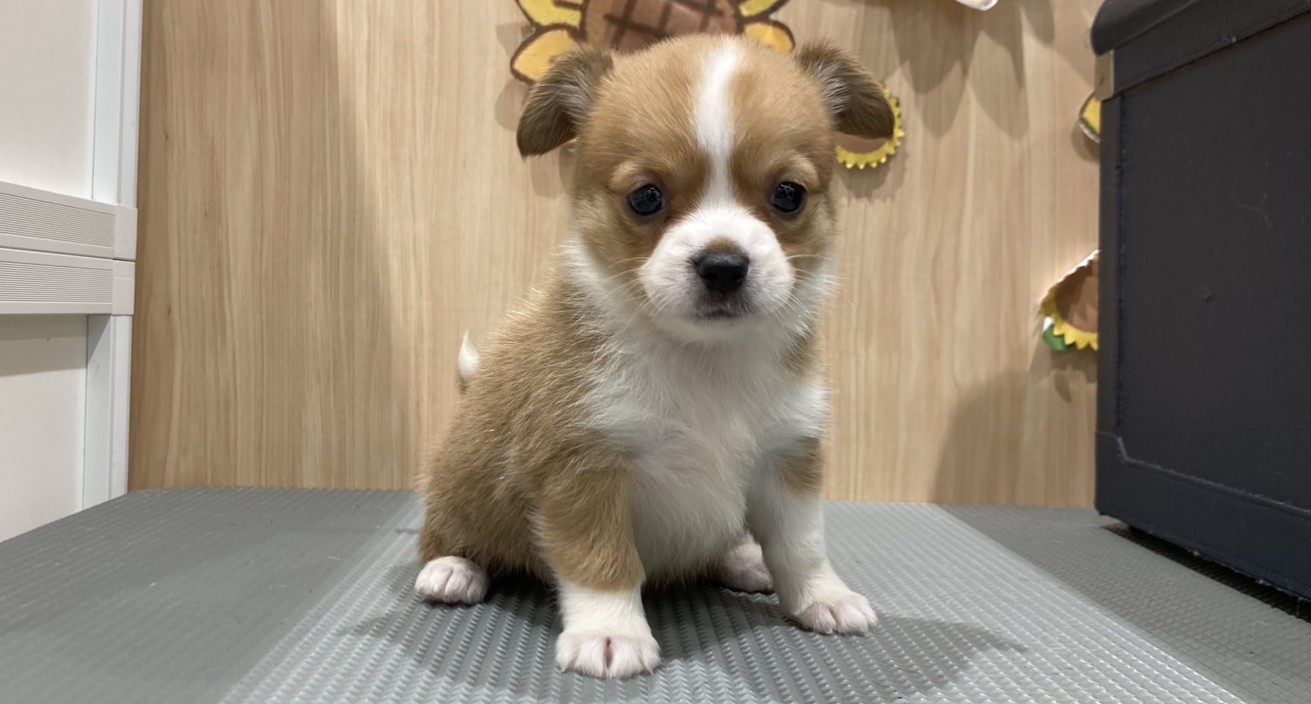 福島県のハーフ犬・ミックス犬 (ペッツワン会津若松店/2026年5月16日生まれ/女の子/レッドホワイト)の子犬