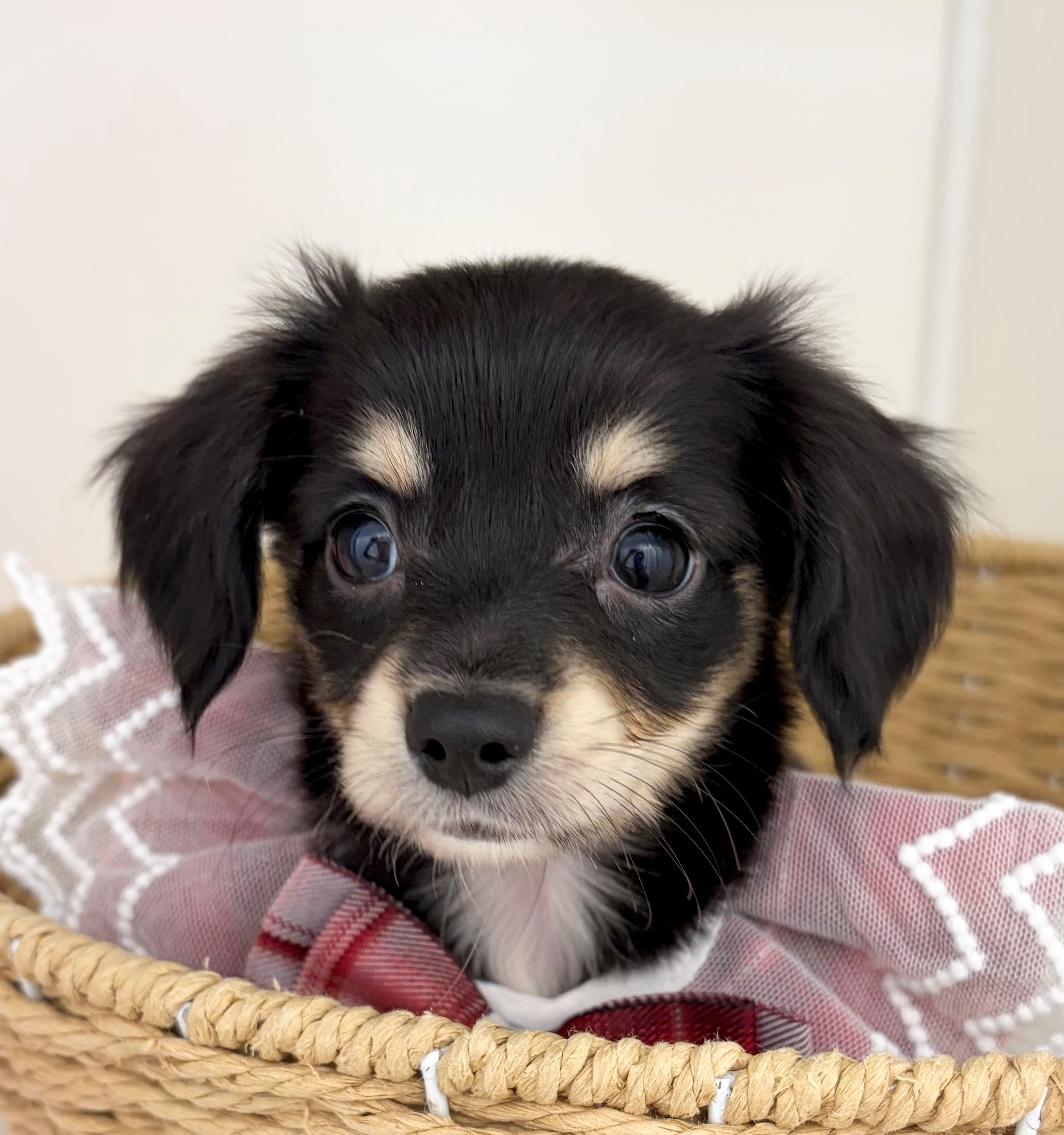 岐阜県のハーフ犬・ミックス犬 (ペッツワン可児店/2026年5月15日生まれ/女の子/ブラックタン)の子犬の1枚目の画像